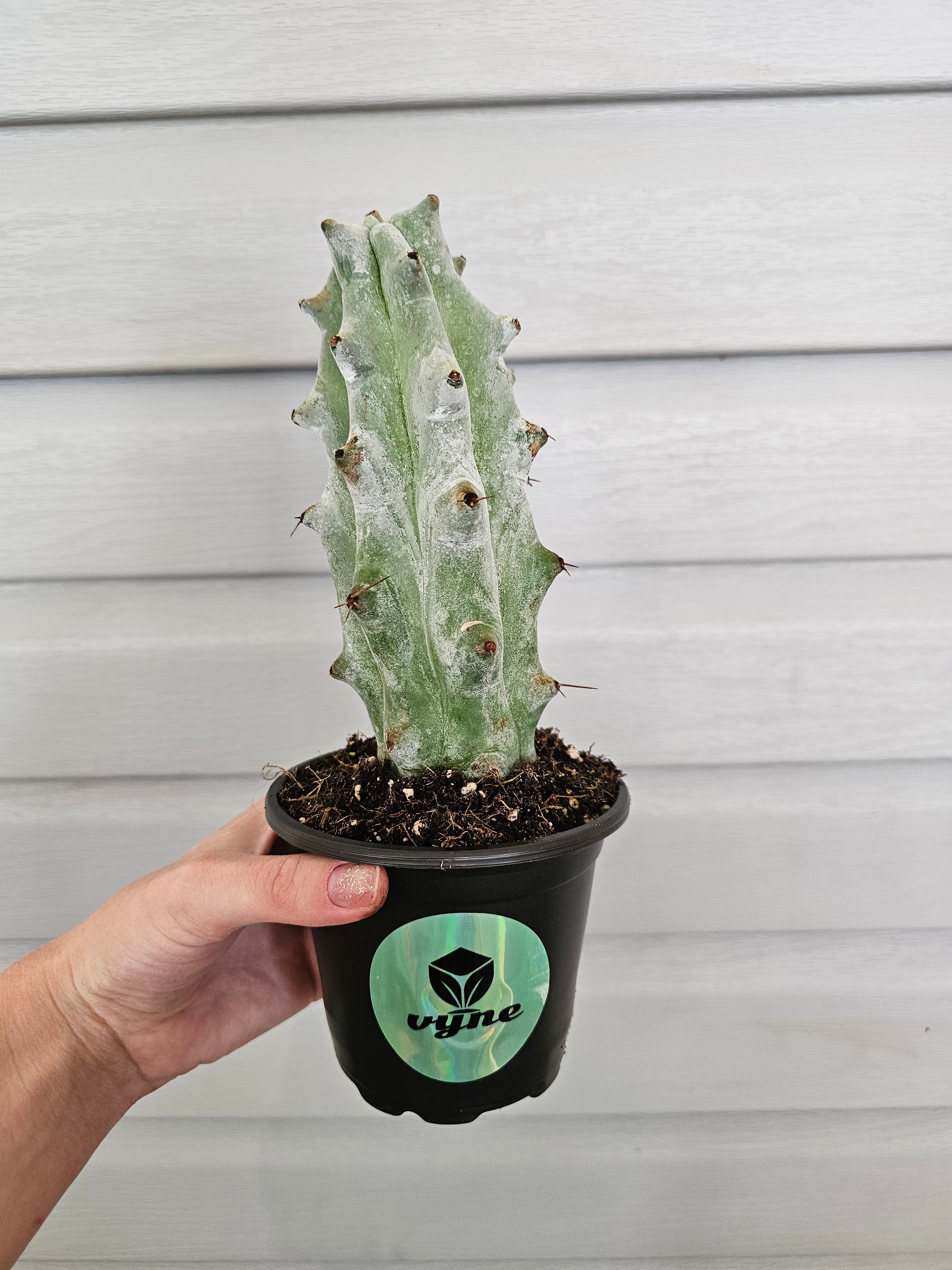 XL Boobie Cactus Ghost Variegated  image 3