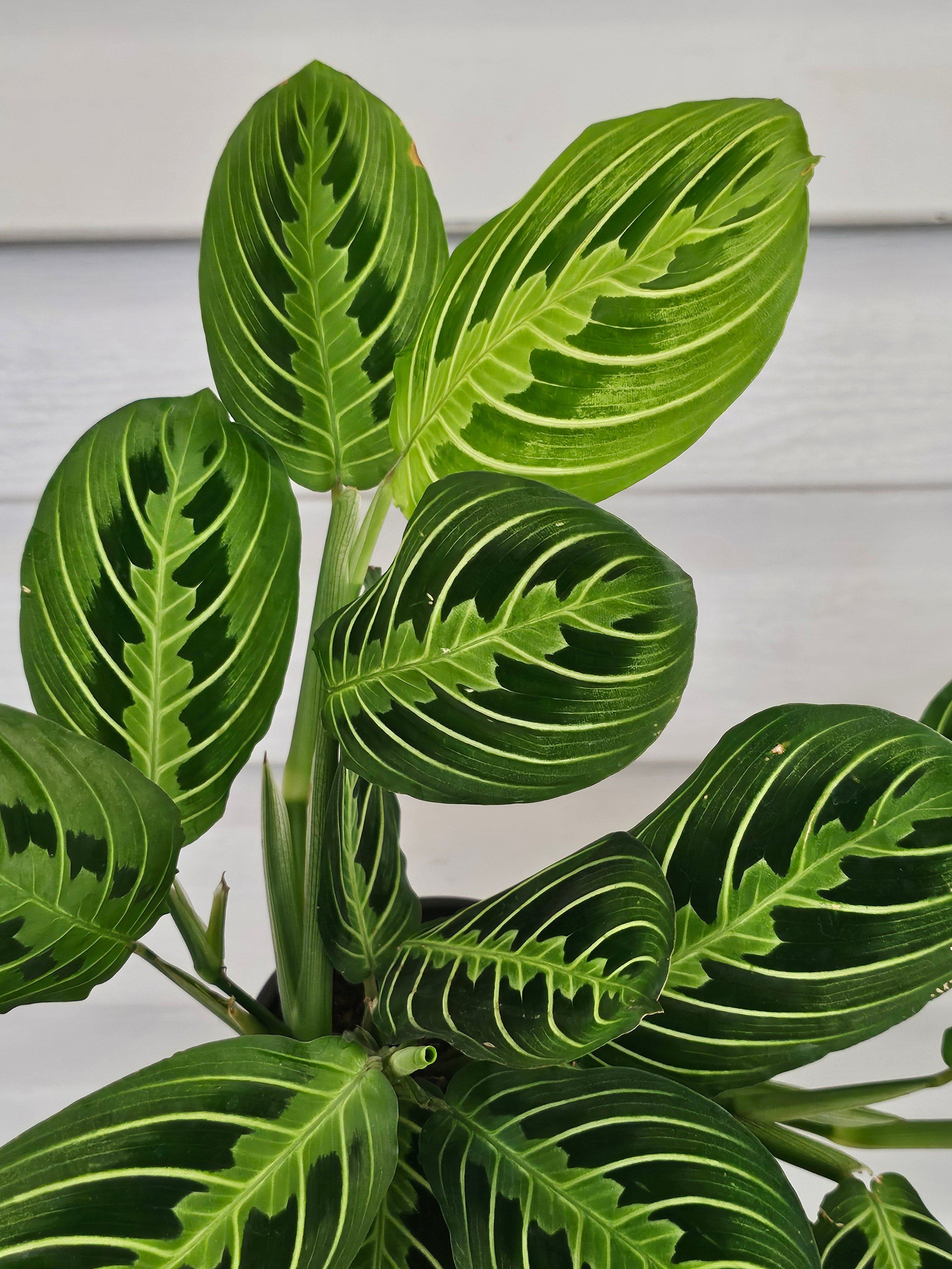 Lemon Lime Maranta image 1