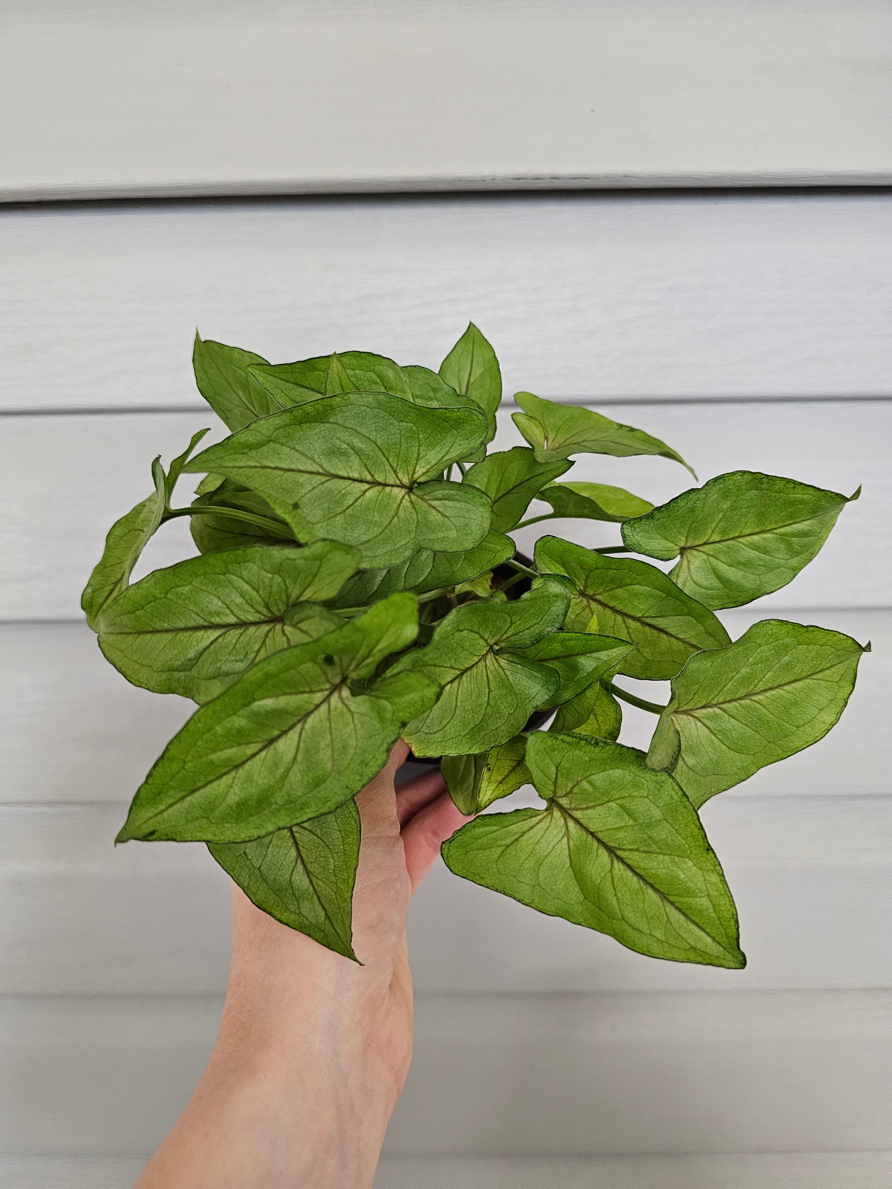 Syngonium Cream Allusion ️ image 1