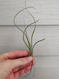 Air Plant Variety!  image 0