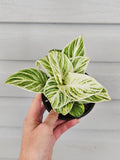 Philodendron Birkin Galaxy image 0