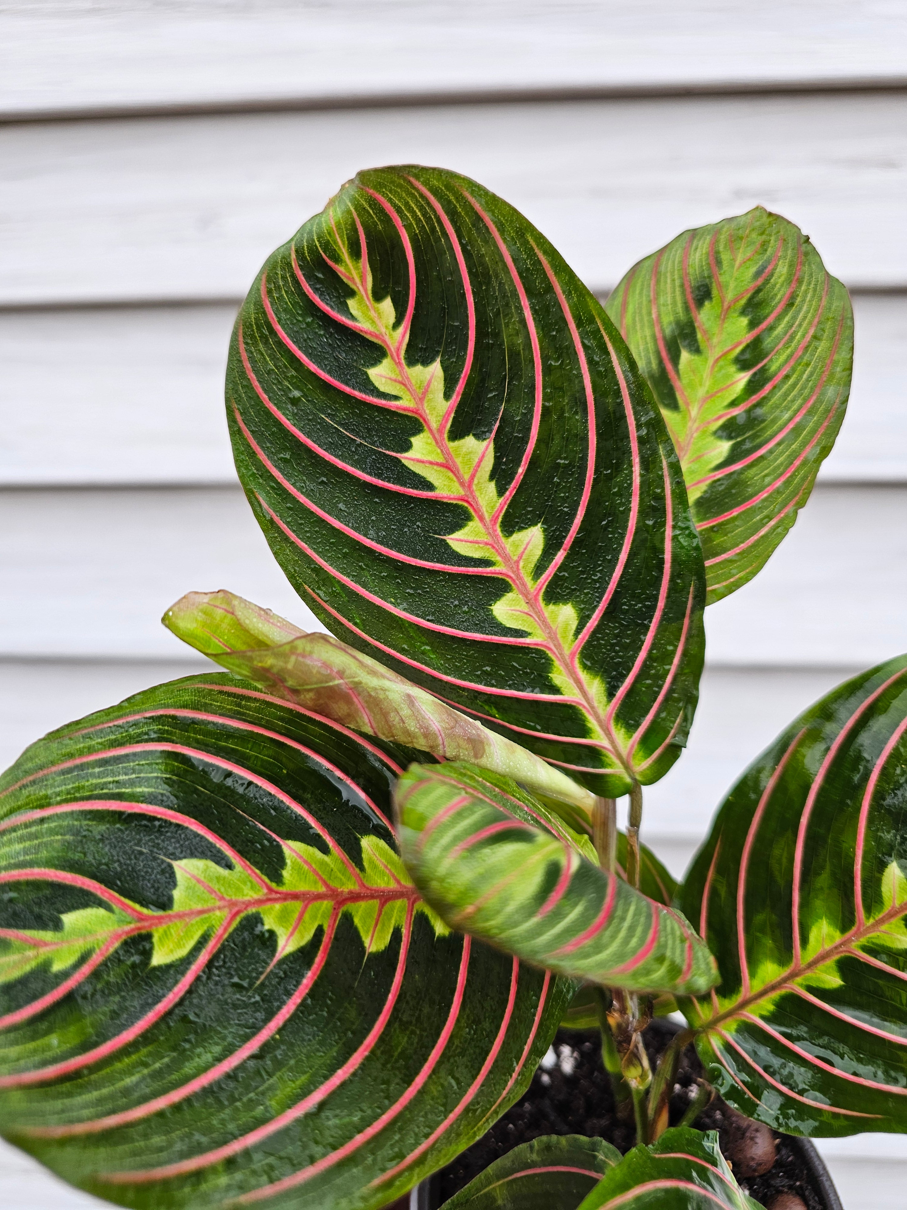 Red Maranta ️ image 1