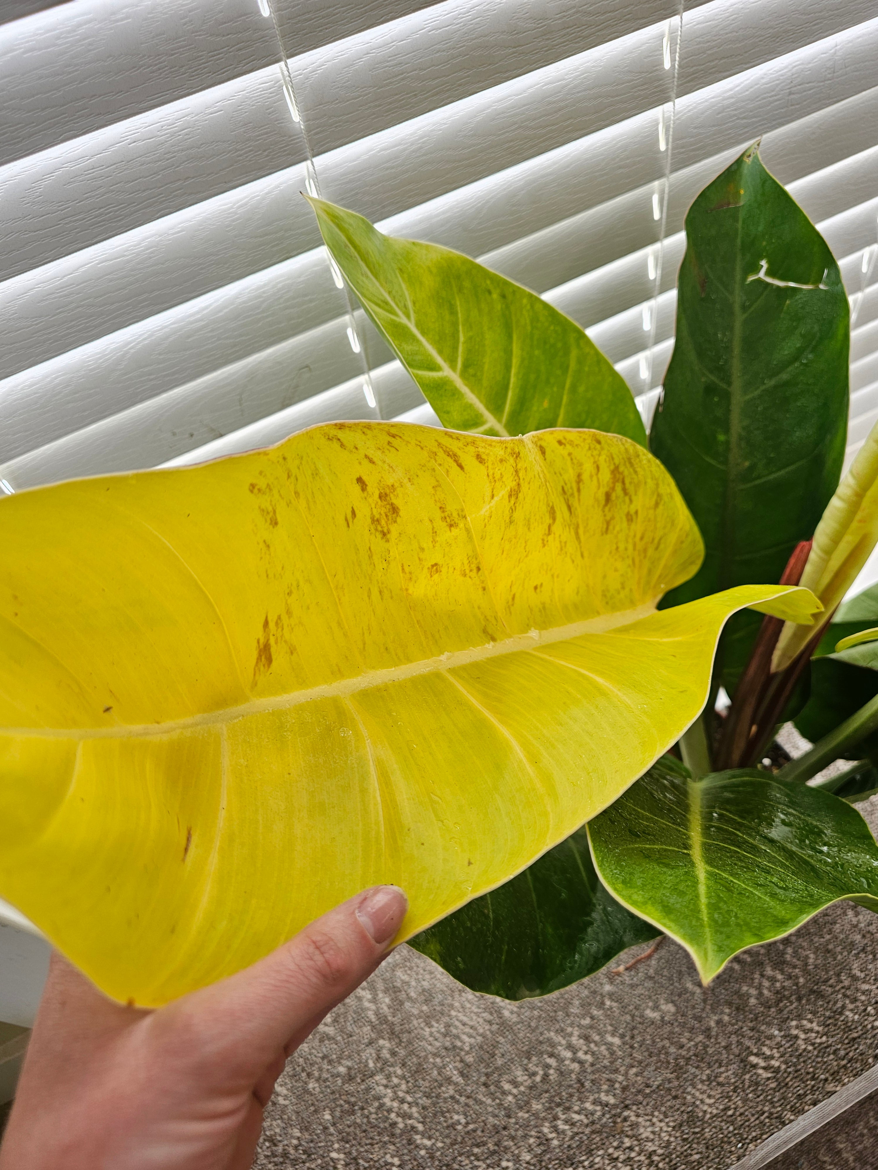 Philodendron Prince of Orange Mutation ️ image 5