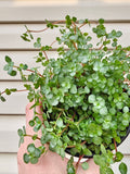 Peperomia Silver Nettle image 0