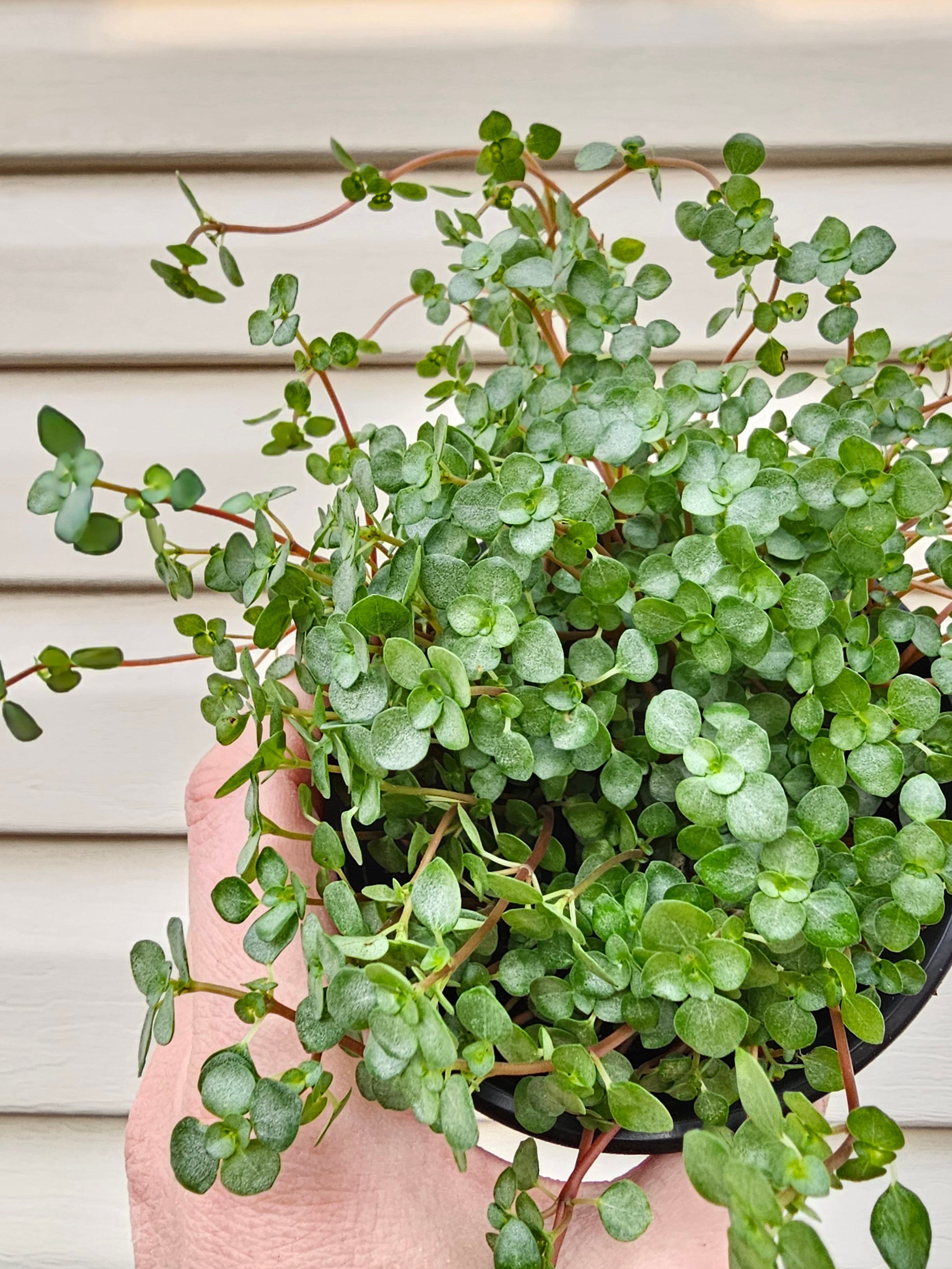 Peperomia Silver Nettle image 0