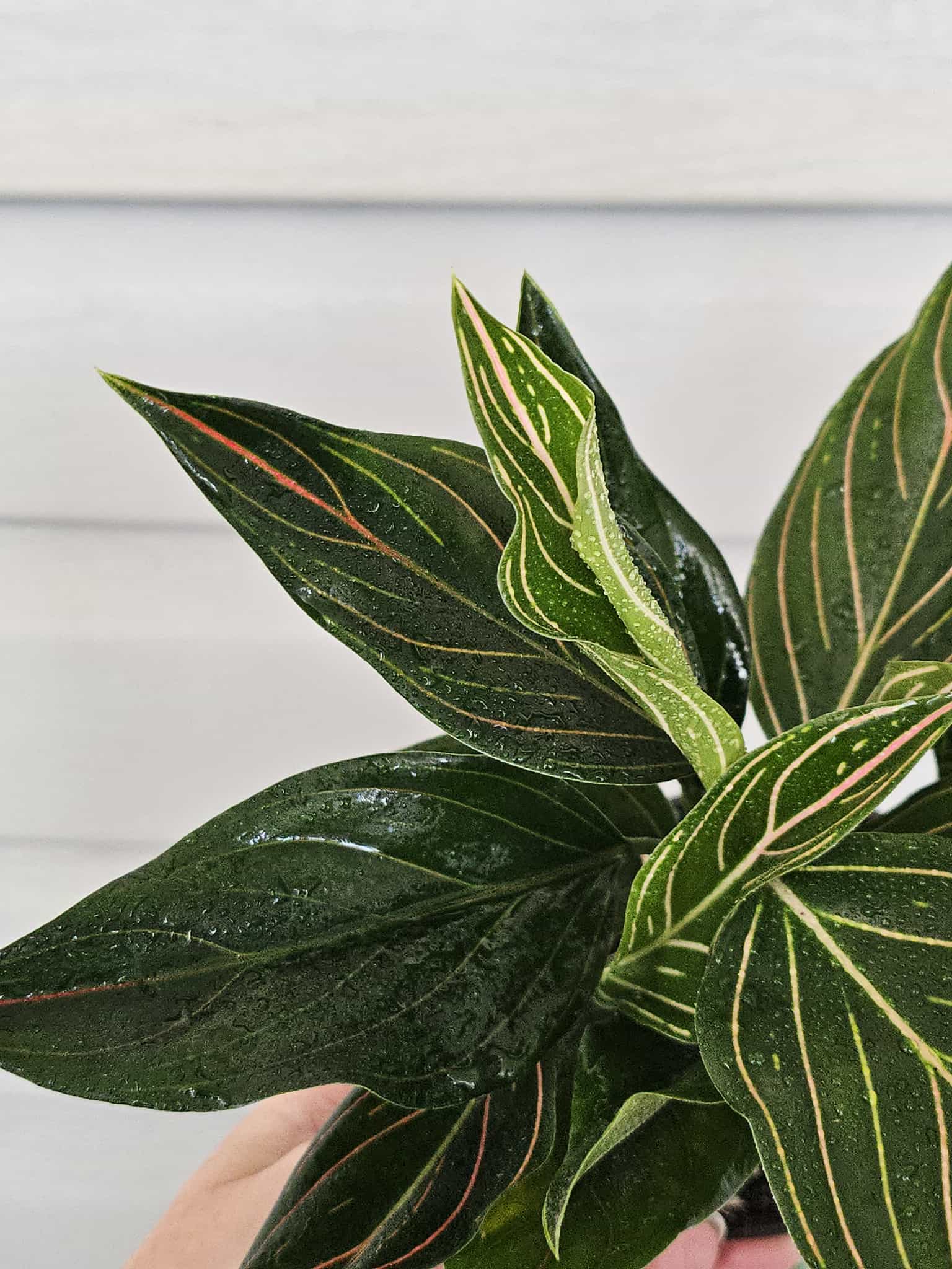 Aglaonema Red Vein  image 5