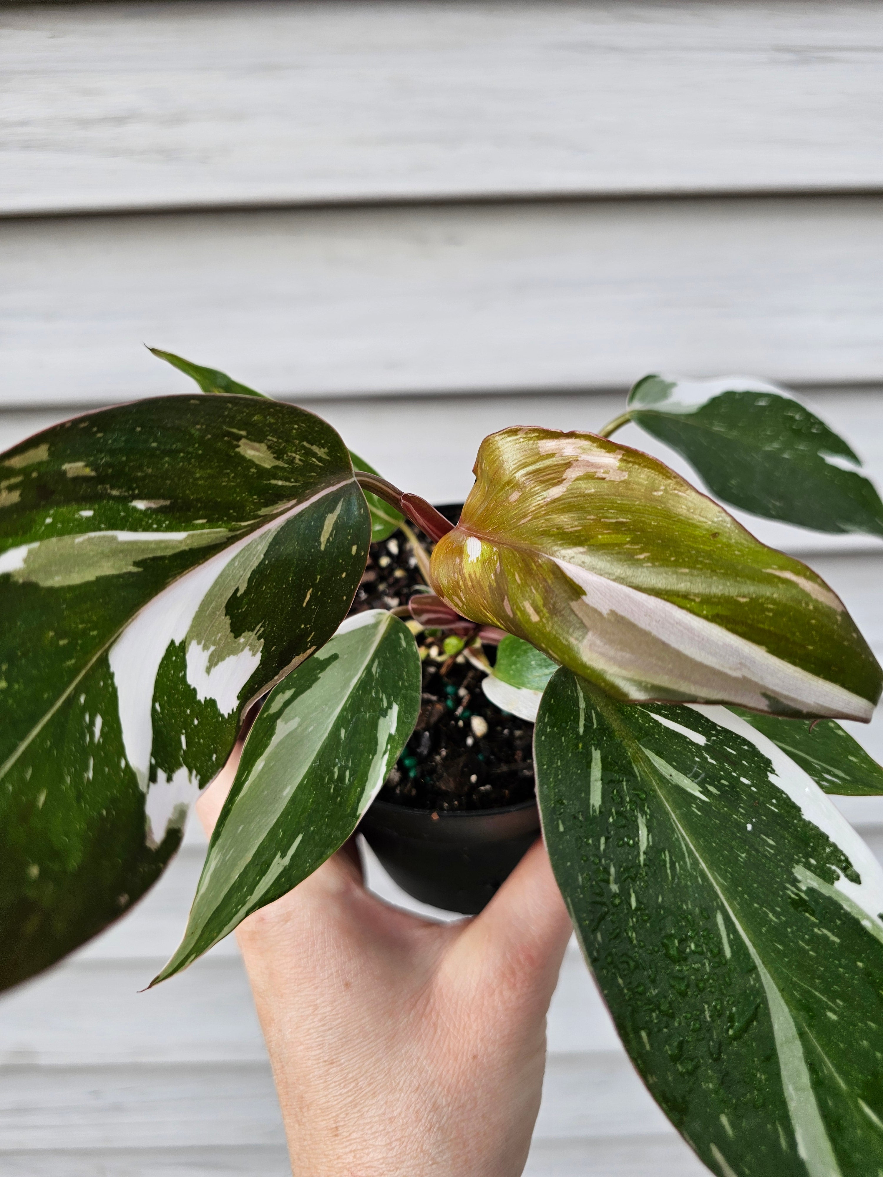 Philodendron Red Anderson ️️ image 0
