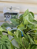 Plant Life Support  Automatic Waterer IV Bag image 0