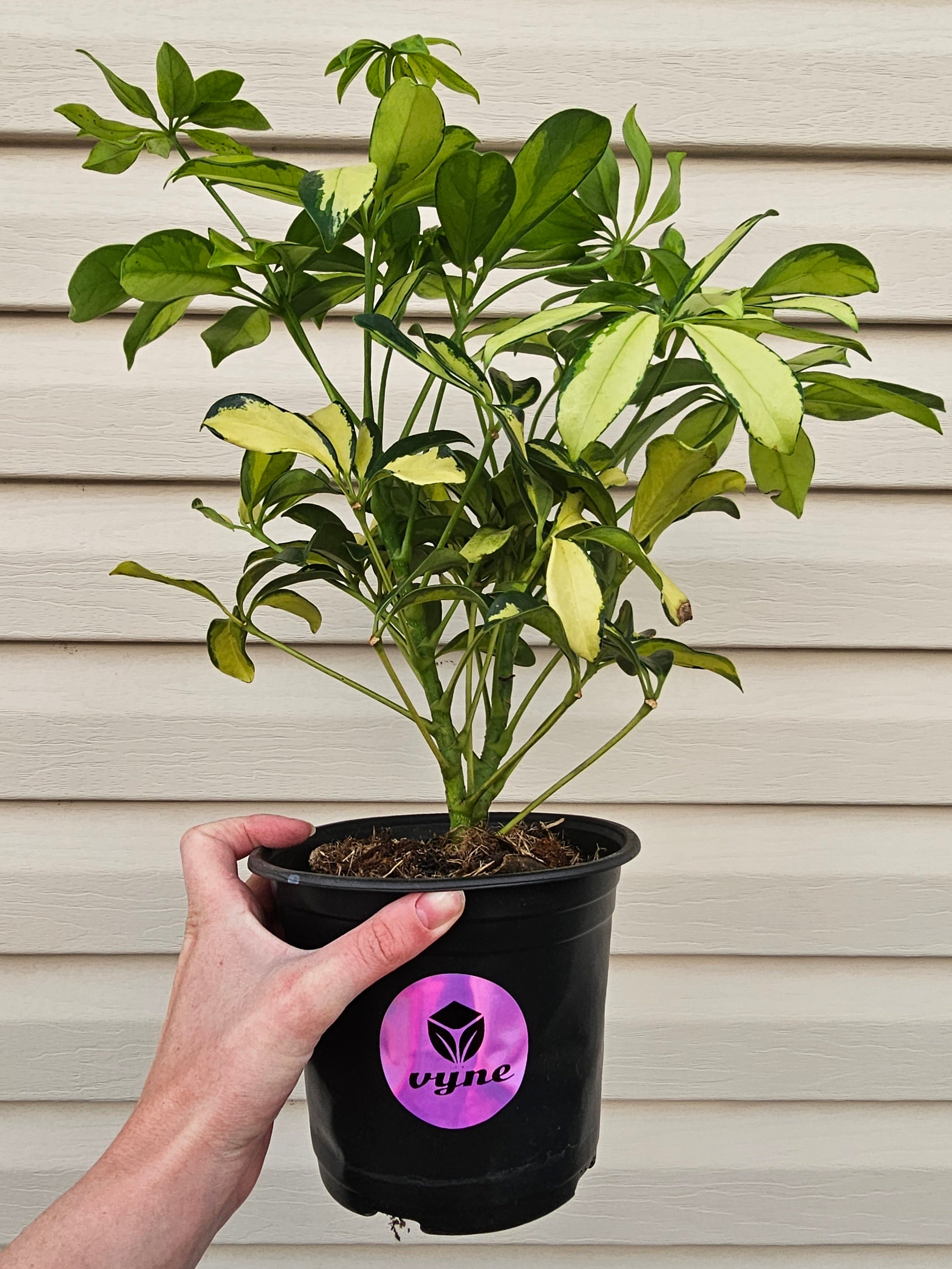 Umbrella Tree Trinette image 3