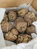 Rose of Jericho - Resurrection Plant image 0