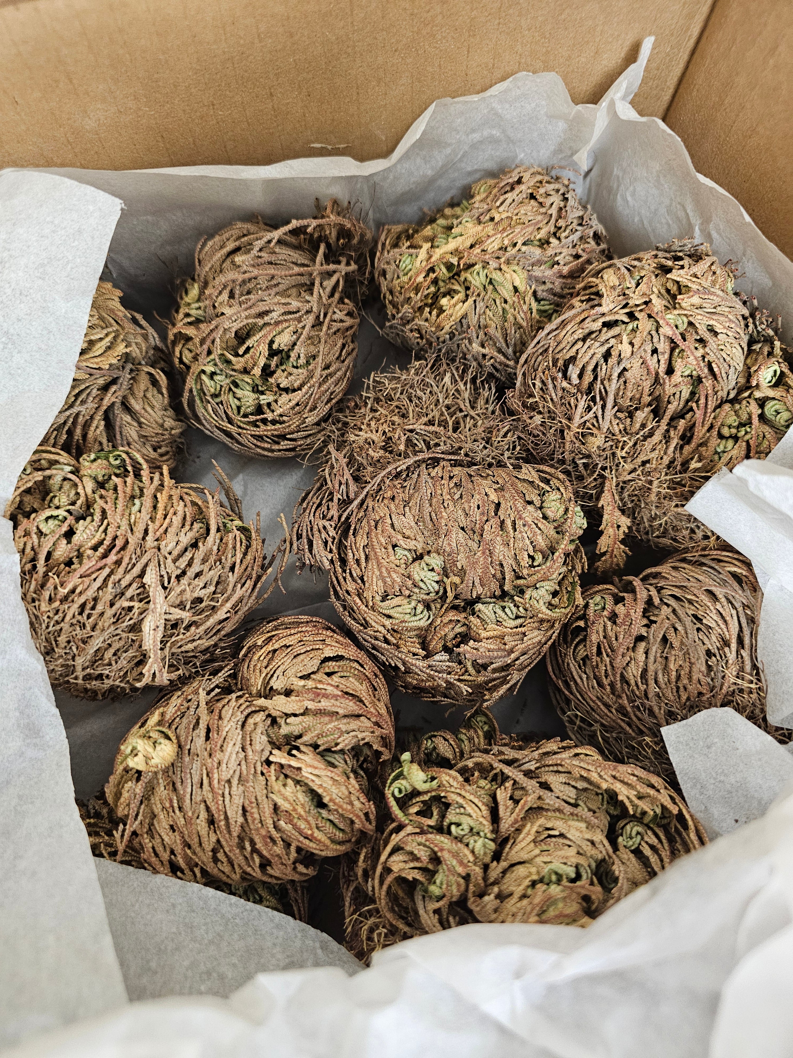 Rose of Jericho - Resurrection Plant image 0