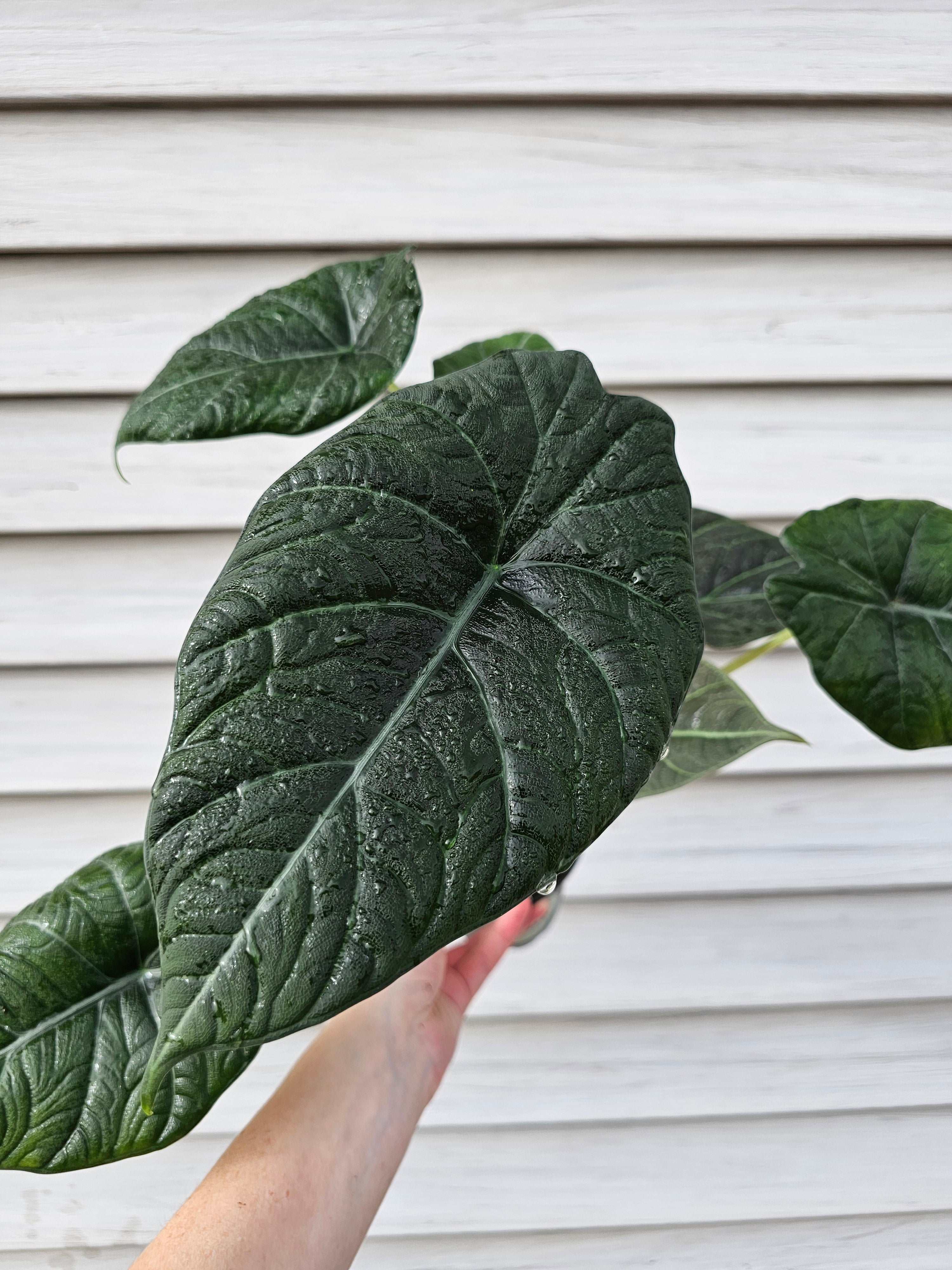 Alocasia Maharani image 1