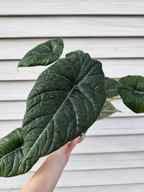 Alocasia Maharani image 1