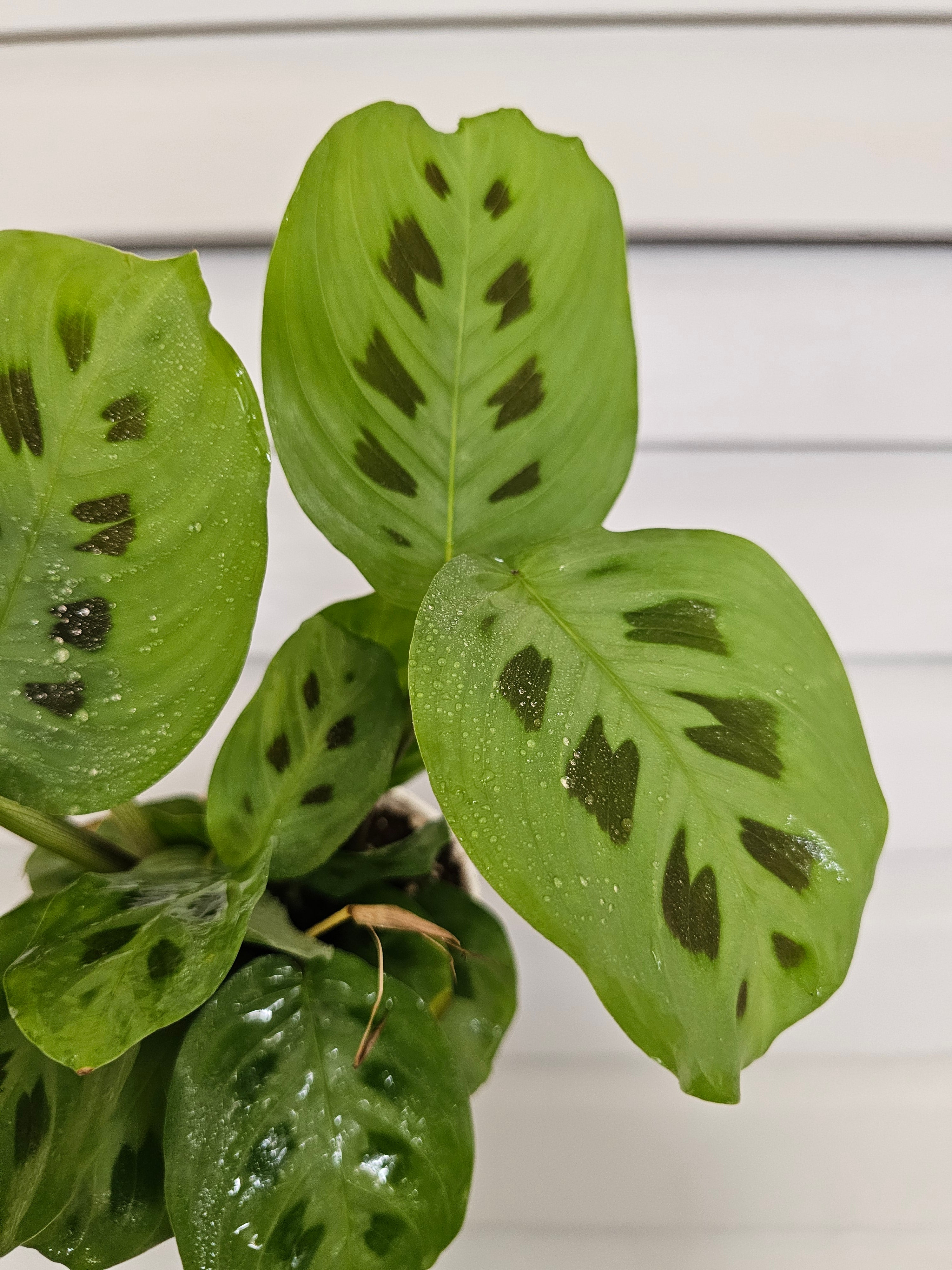 Rabbit Foot Maranta  image 3