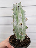 XL Boobie Cactus Ghost Variegated  image 0