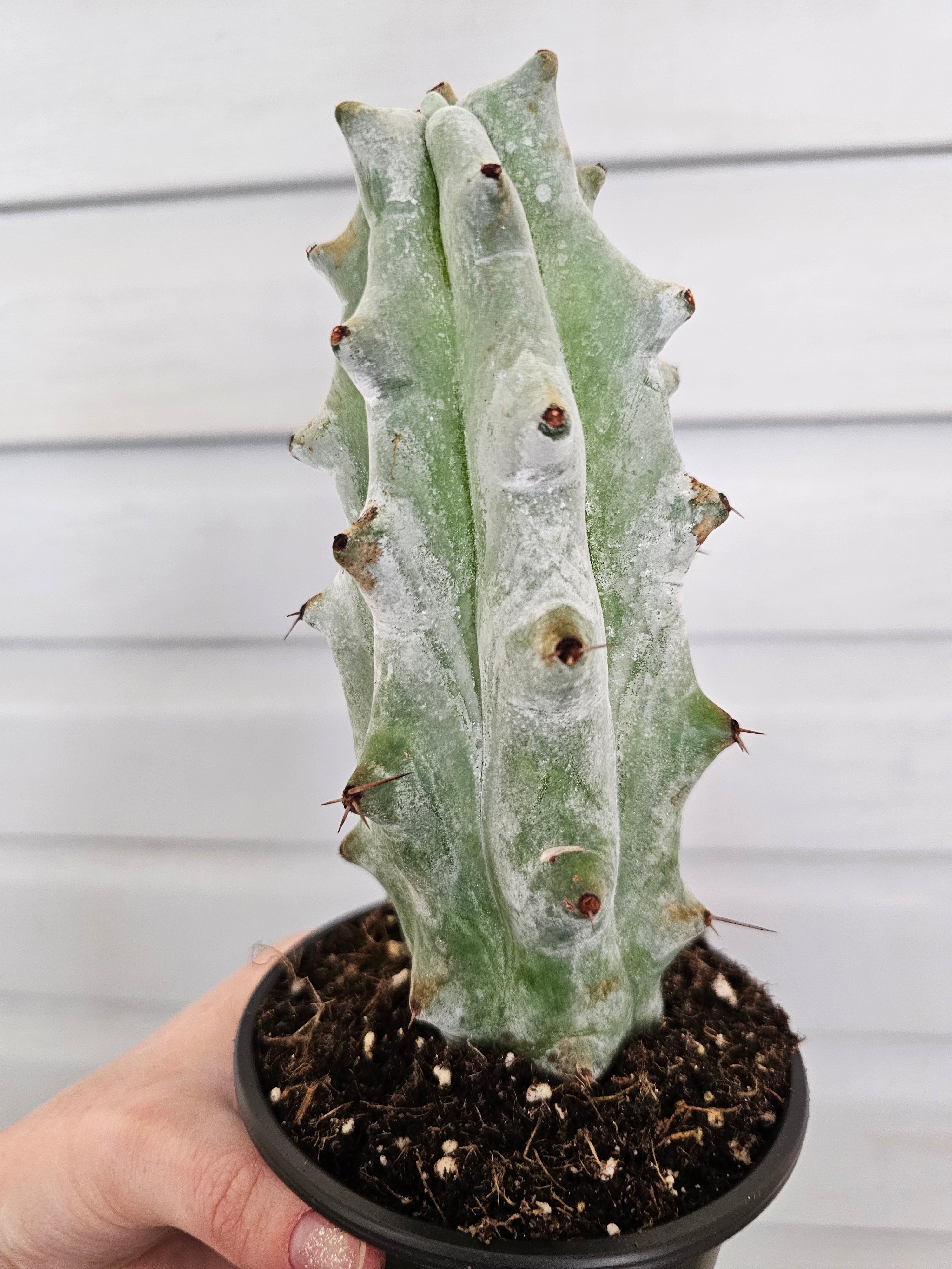 XL Boobie Cactus Ghost Variegated  image 0