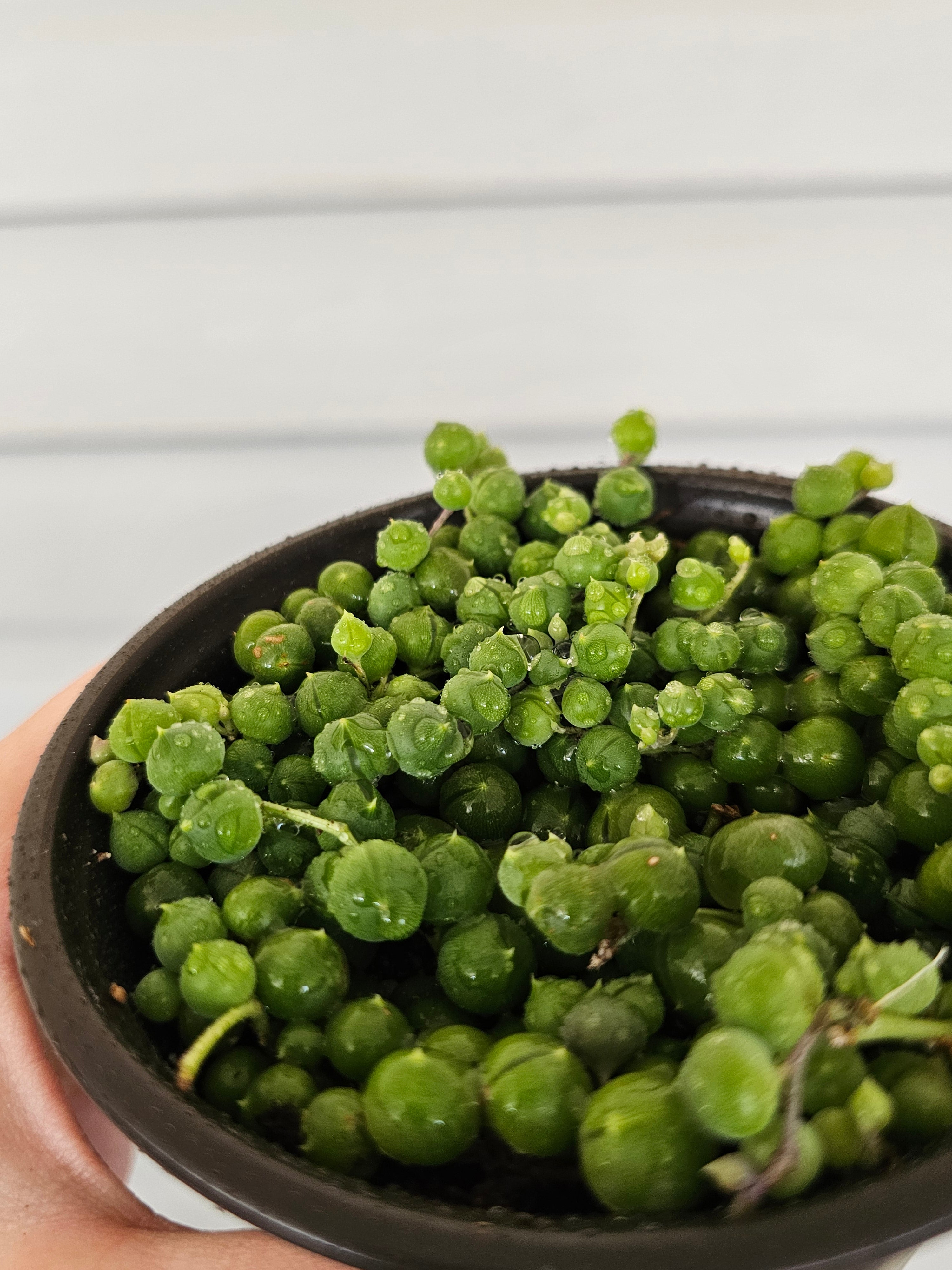 String of Pearls  image 1