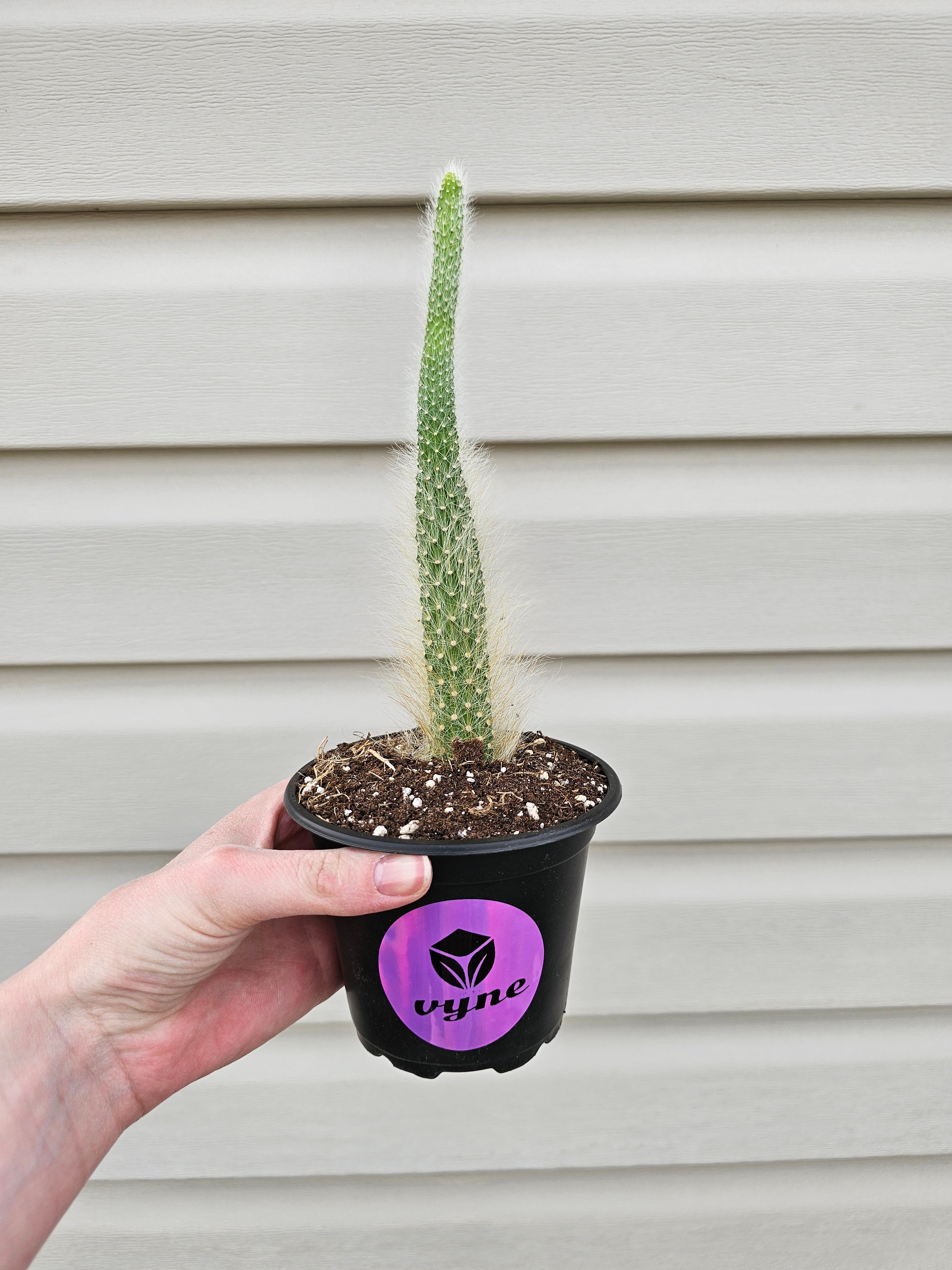 Monkey Tail Cactus image 2