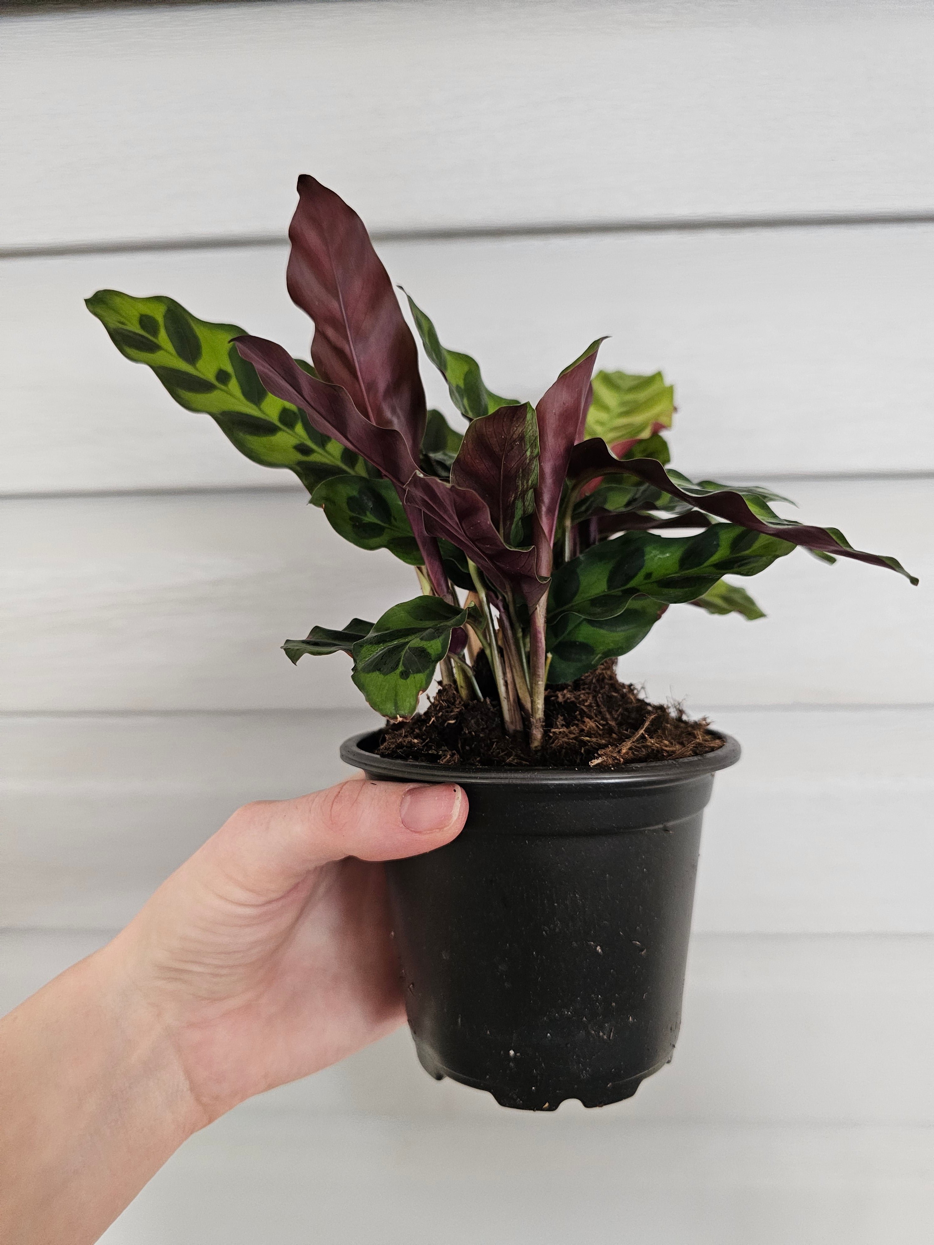 Rattlesnake Calathea  image 4