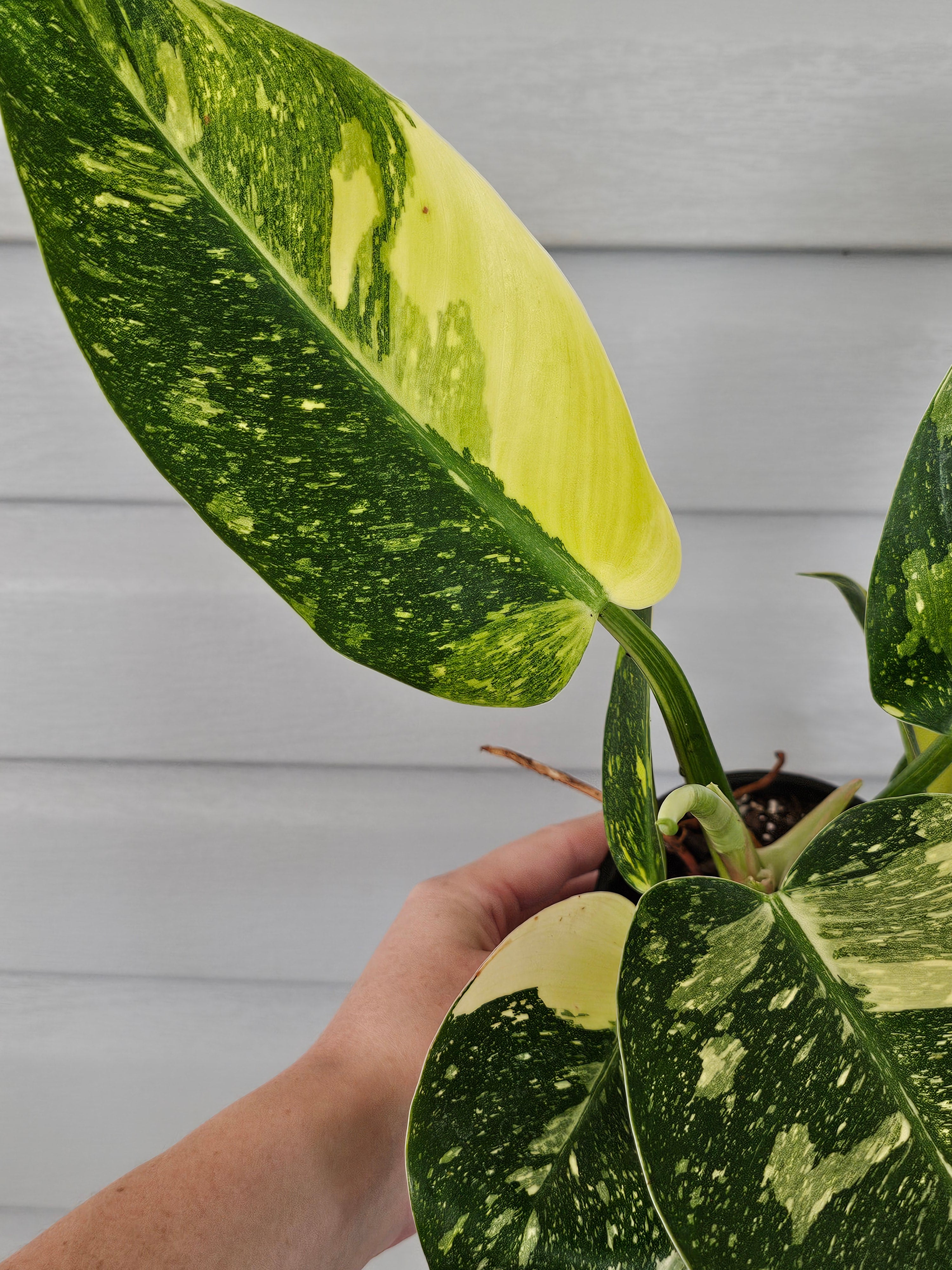 Variegated Nuclear Green Congo Philodendron image 6