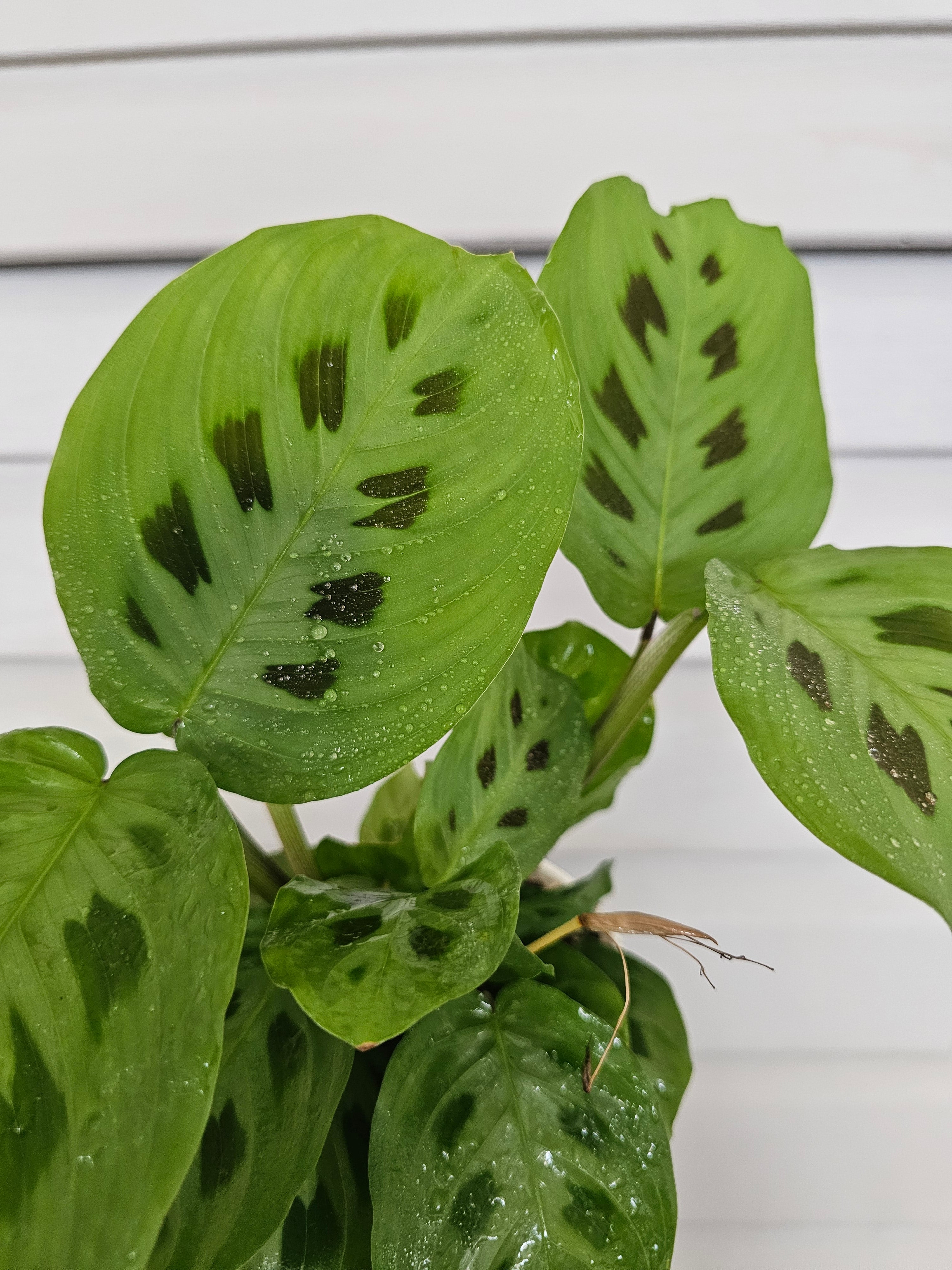 Rabbit Foot Maranta  image 2