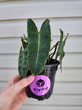 Philodendron Billitiae image 0