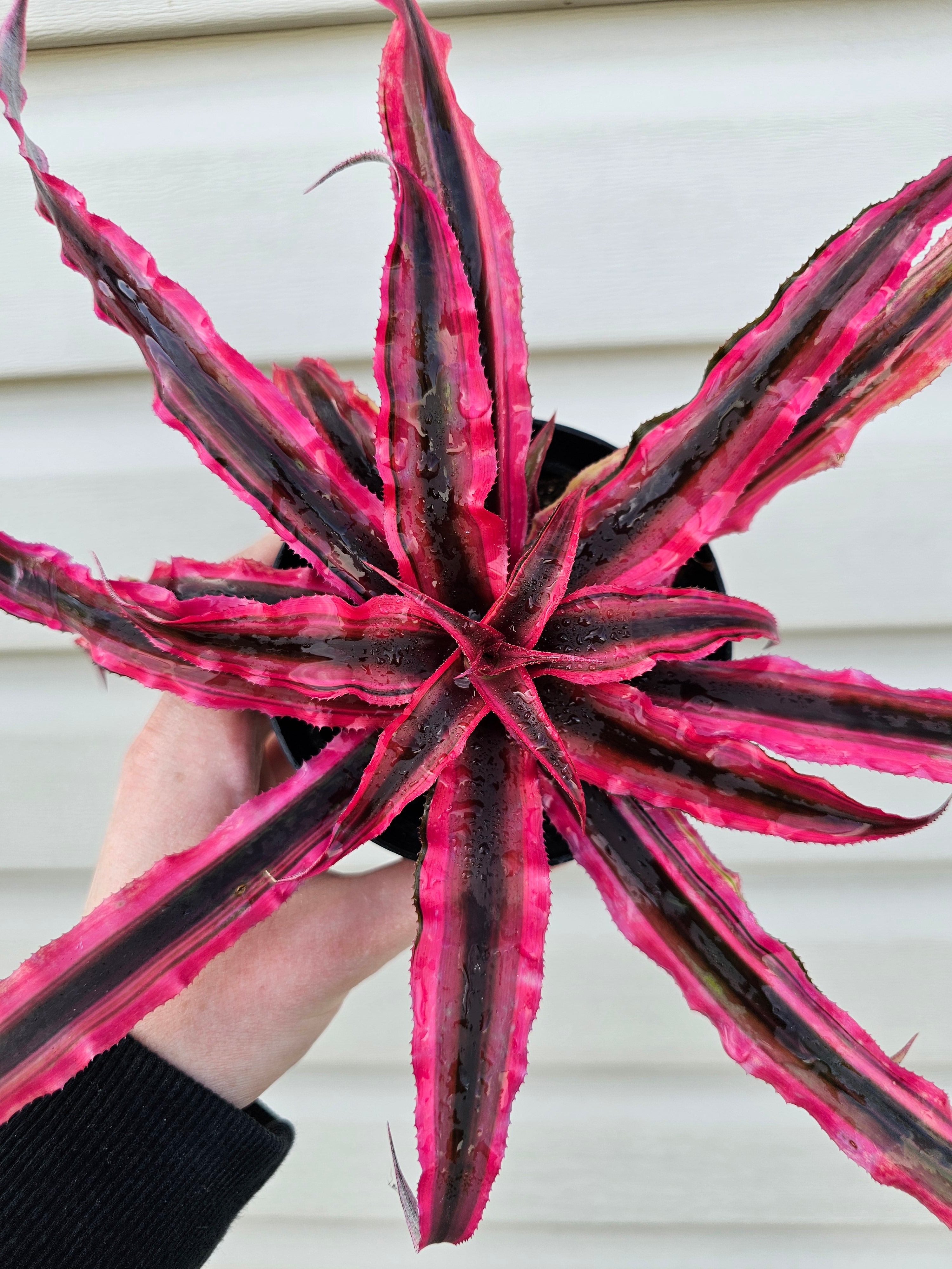 Cryptanthus SUPER Pink image 2