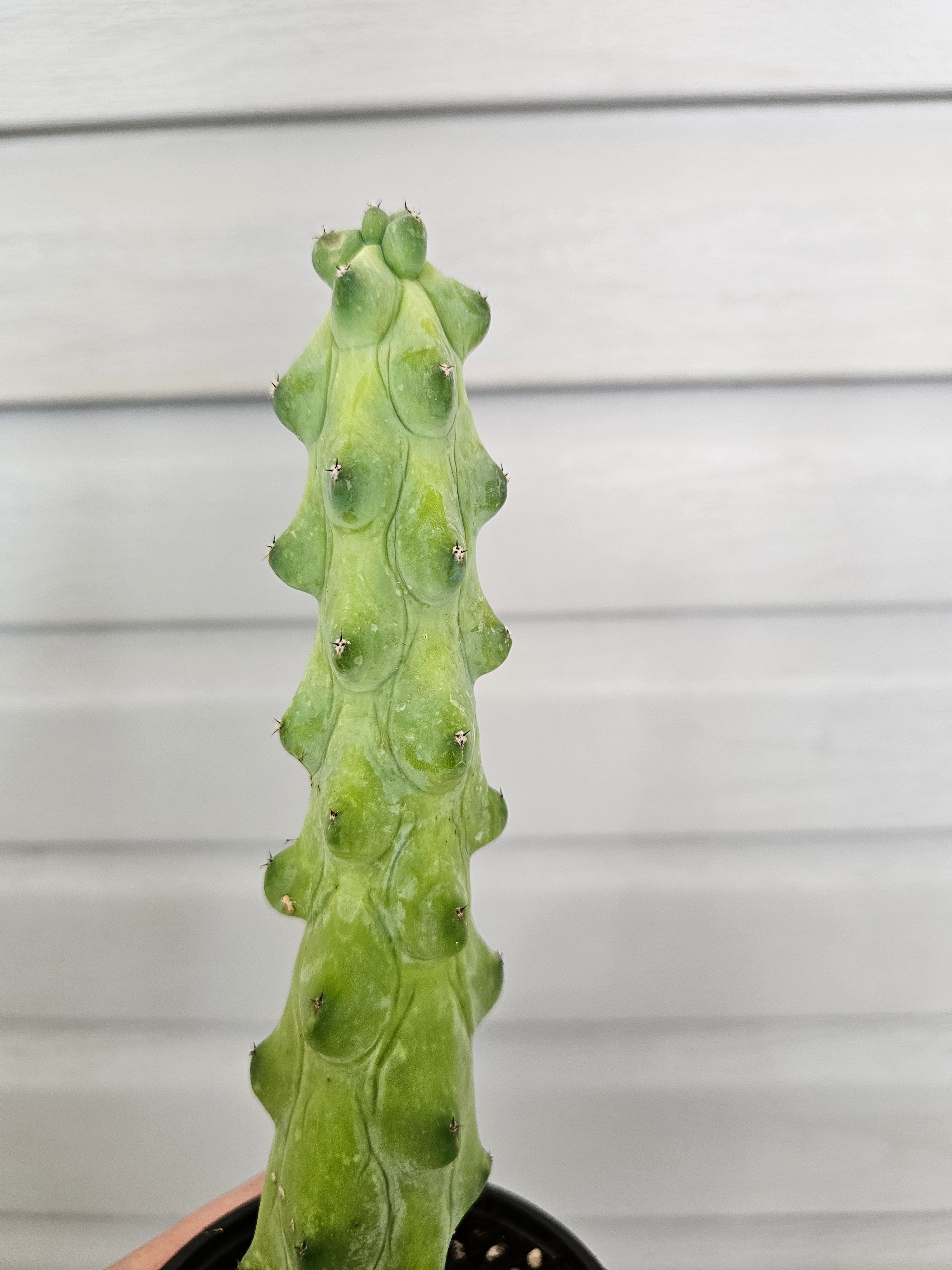 XL Boobie Cactus  image 1