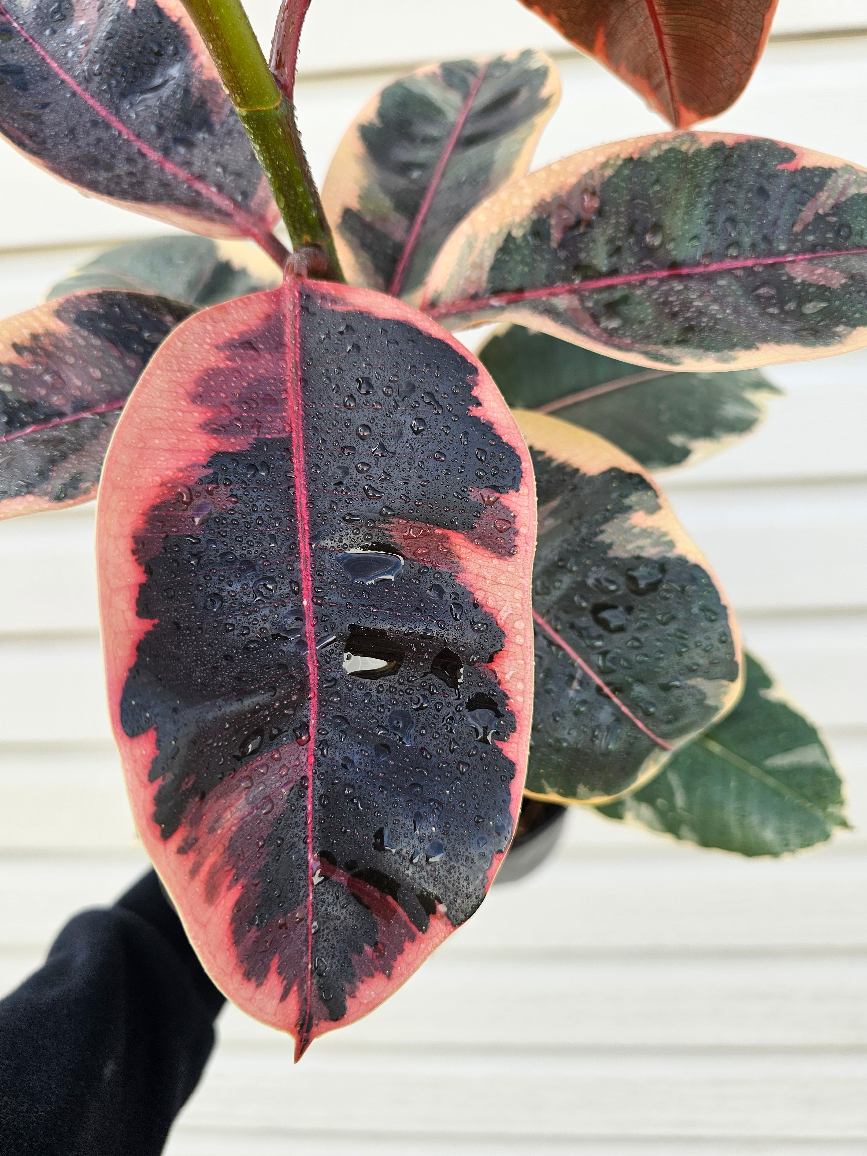 Ruby Ficus  image 5