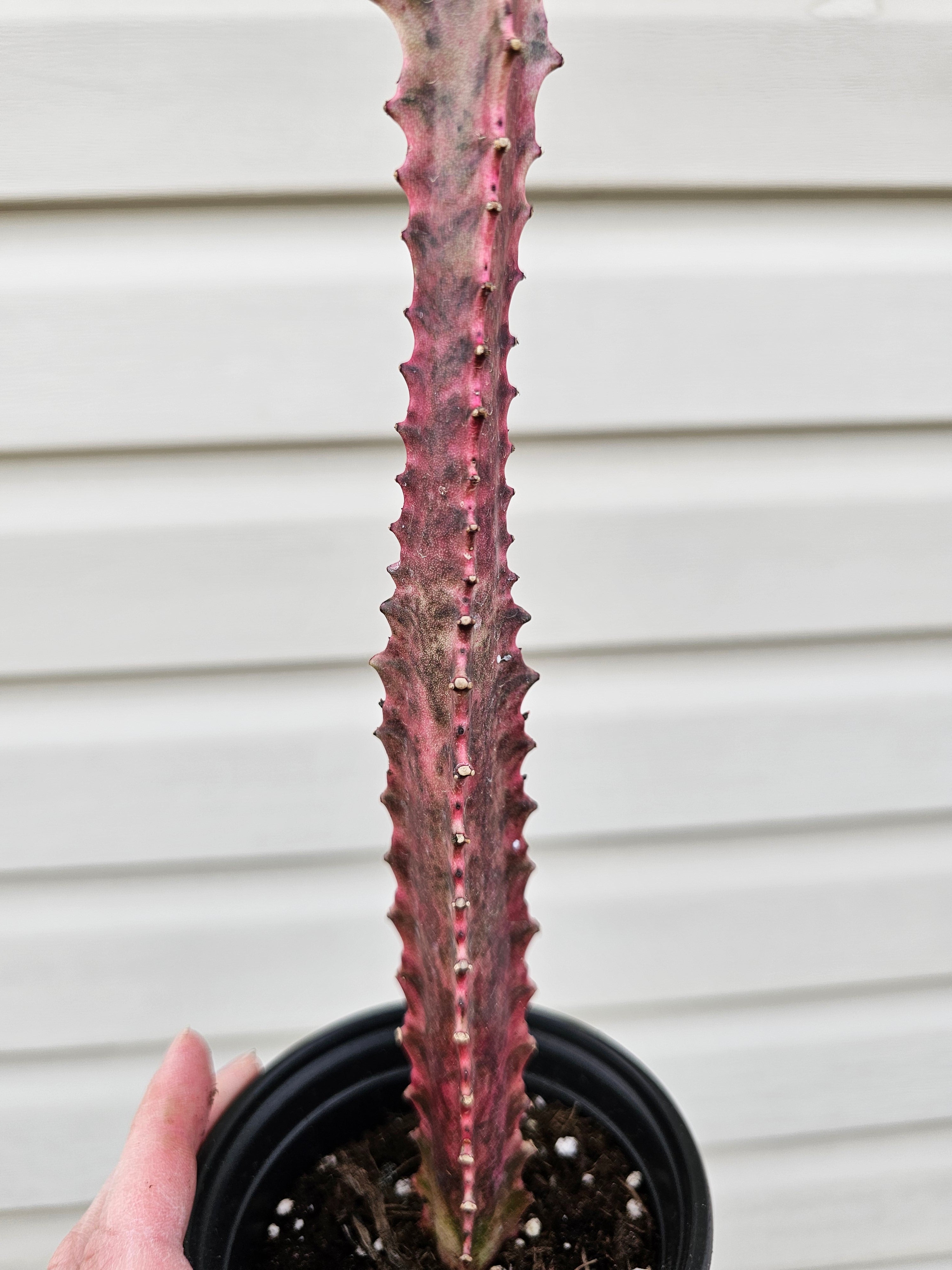 Euphorbia Trigona Royal Red image 1