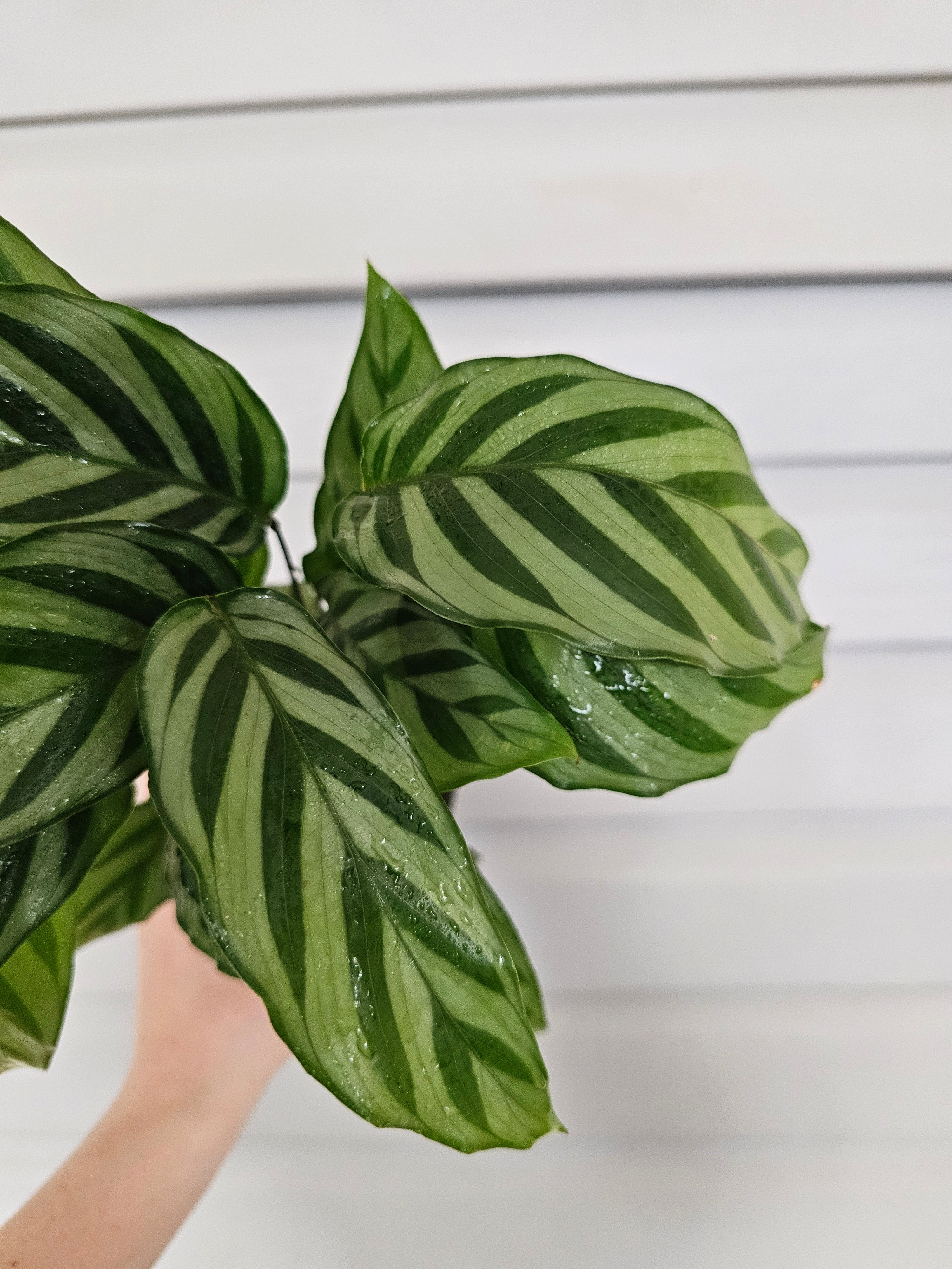 Calathea Freddie  image 2