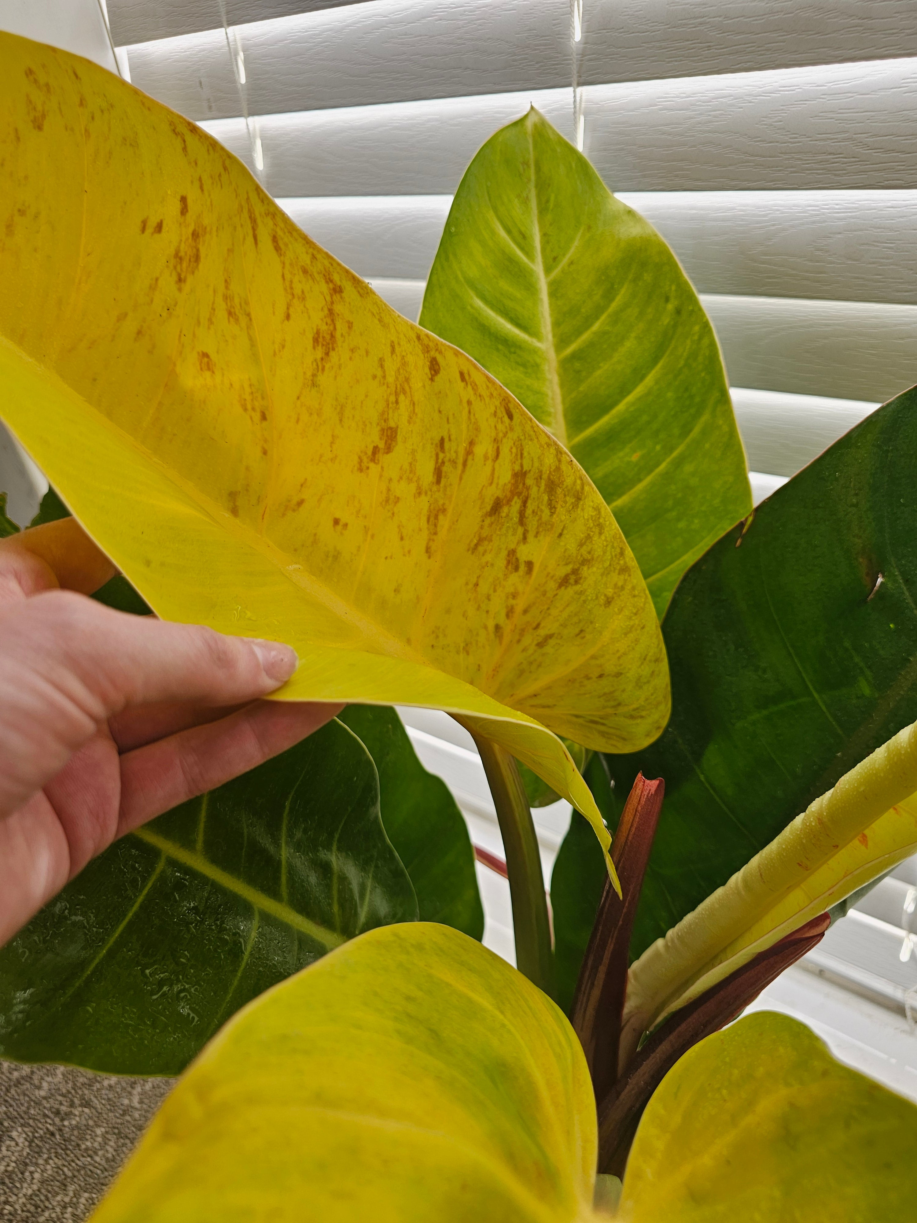 Philodendron Prince of Orange Mutation ️ image 4