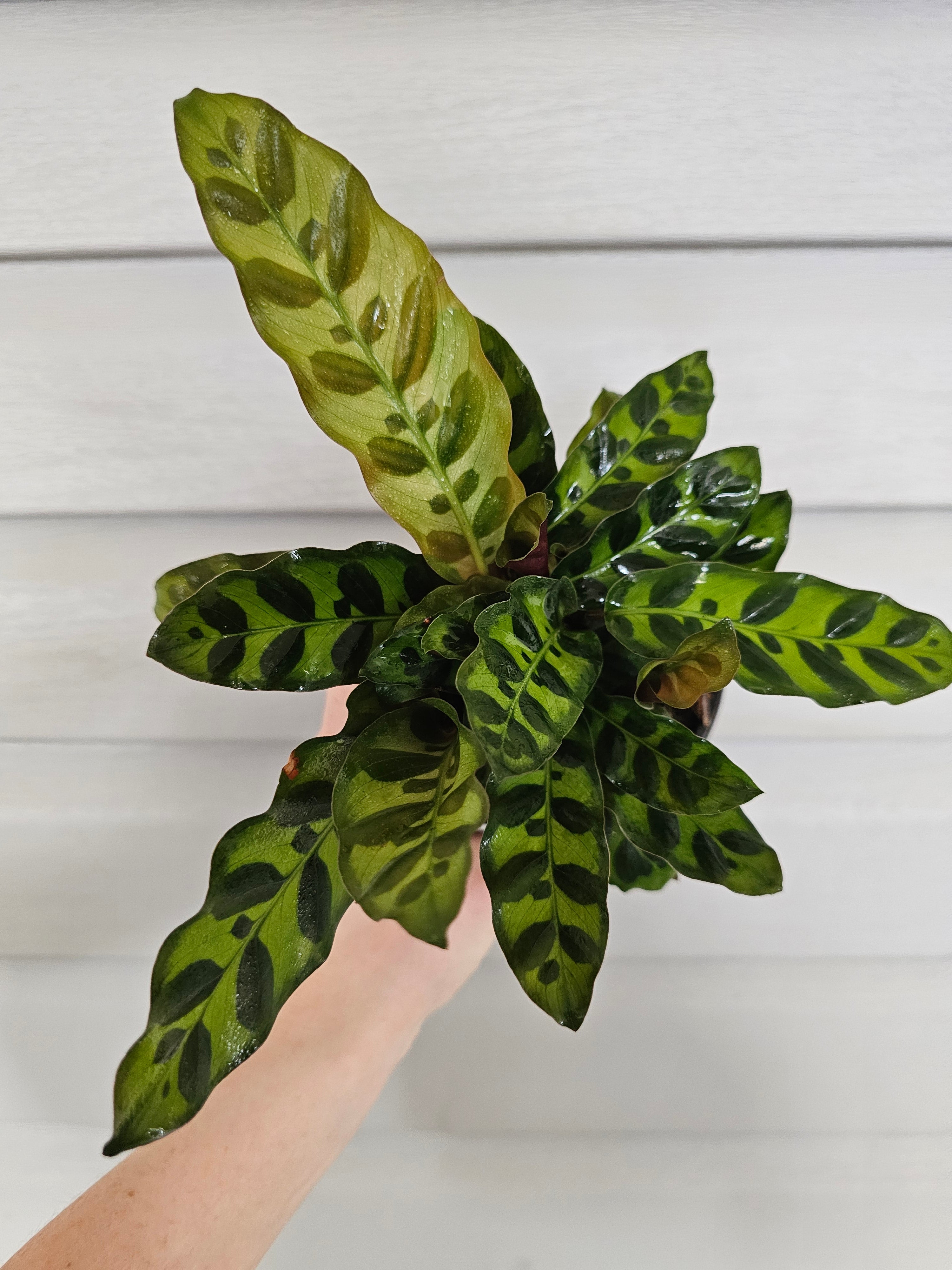Rattlesnake Calathea  image 0