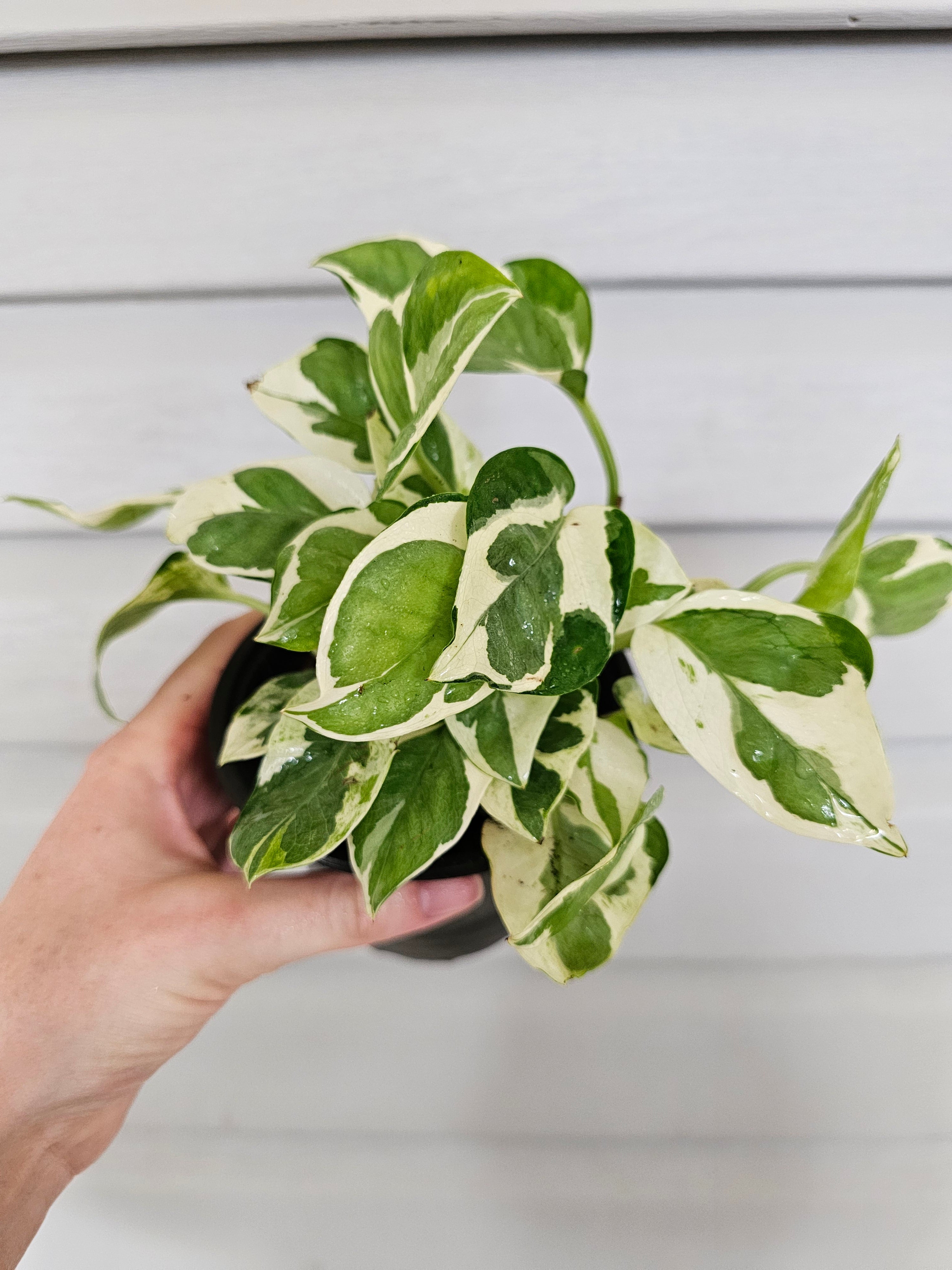 (REAL) N'Joy Pothos  image 5