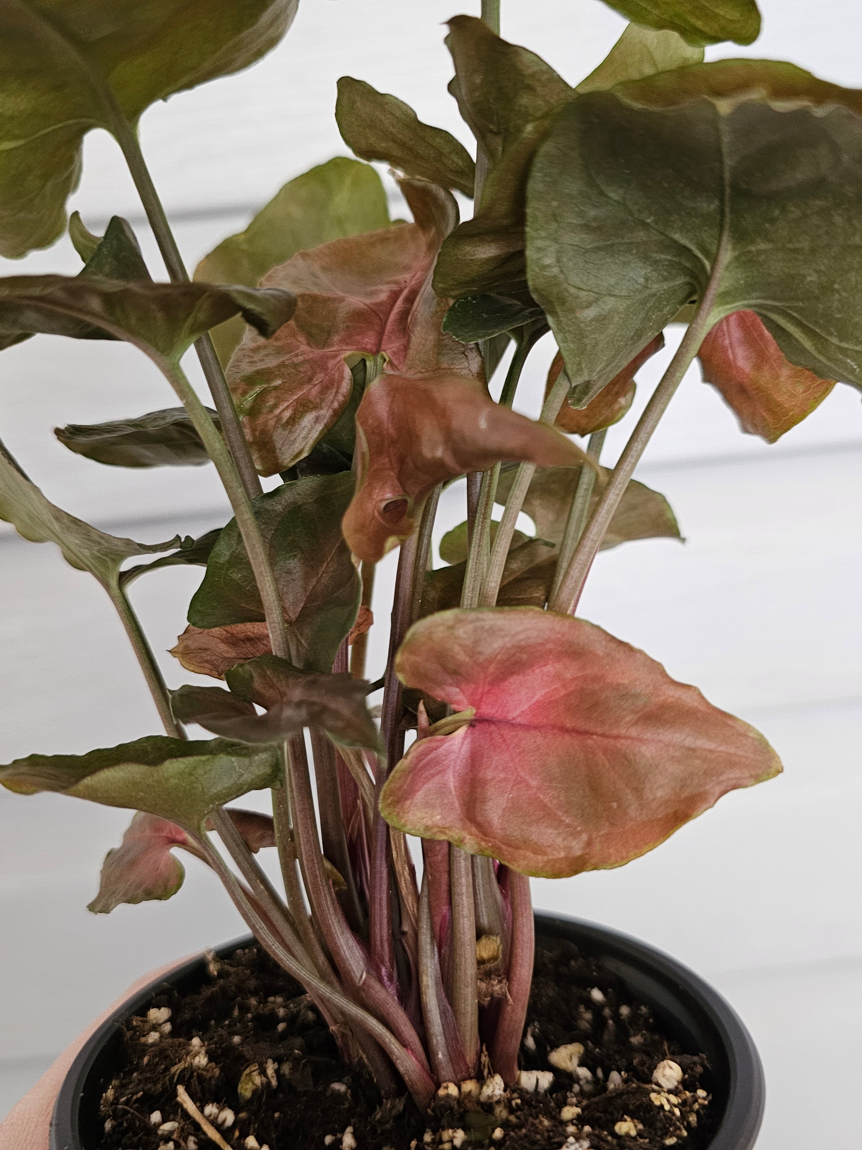 Syngonium Merry image 2
