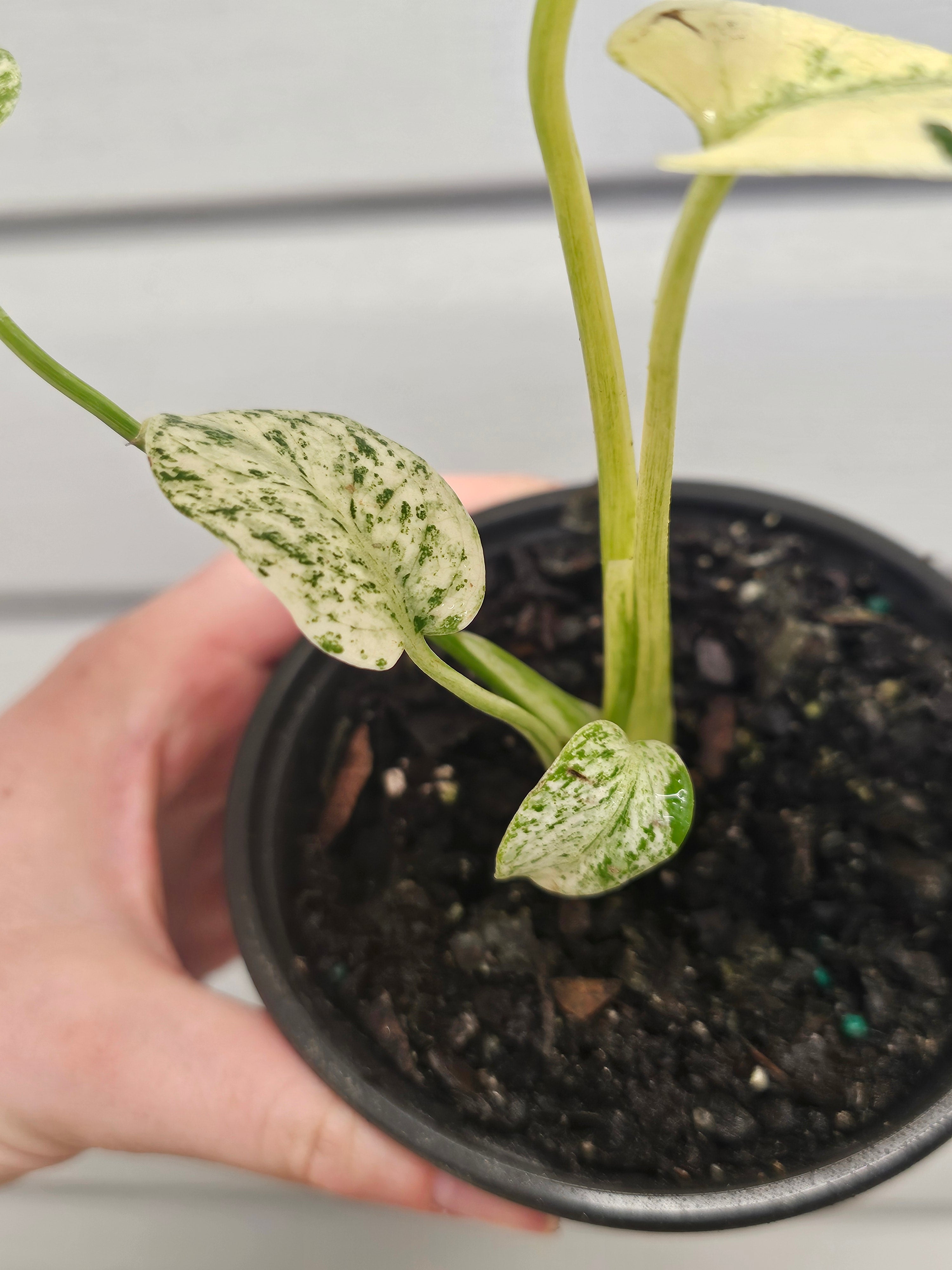 Monstera White Monster  image 2