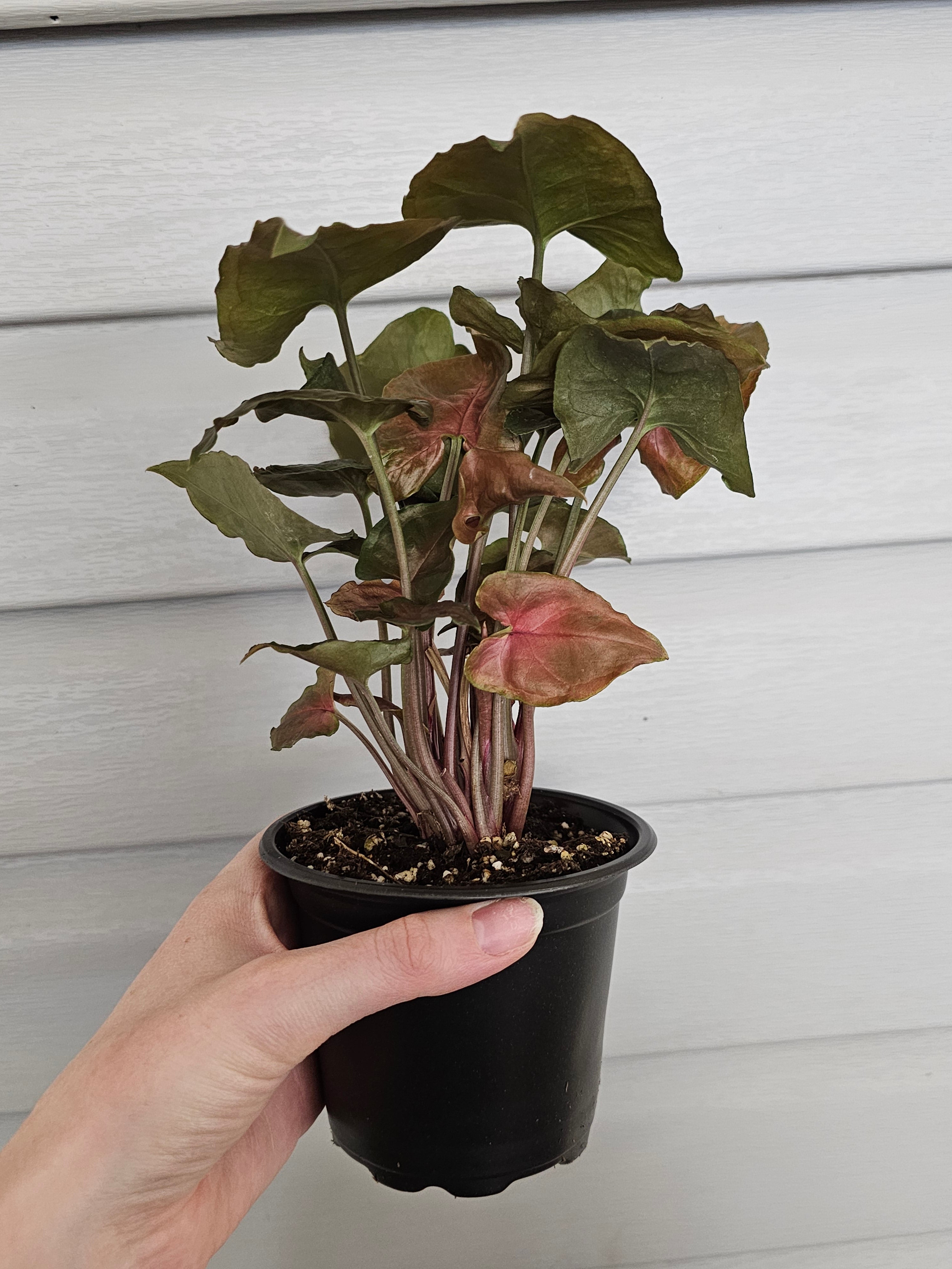 Syngonium Merry image 4