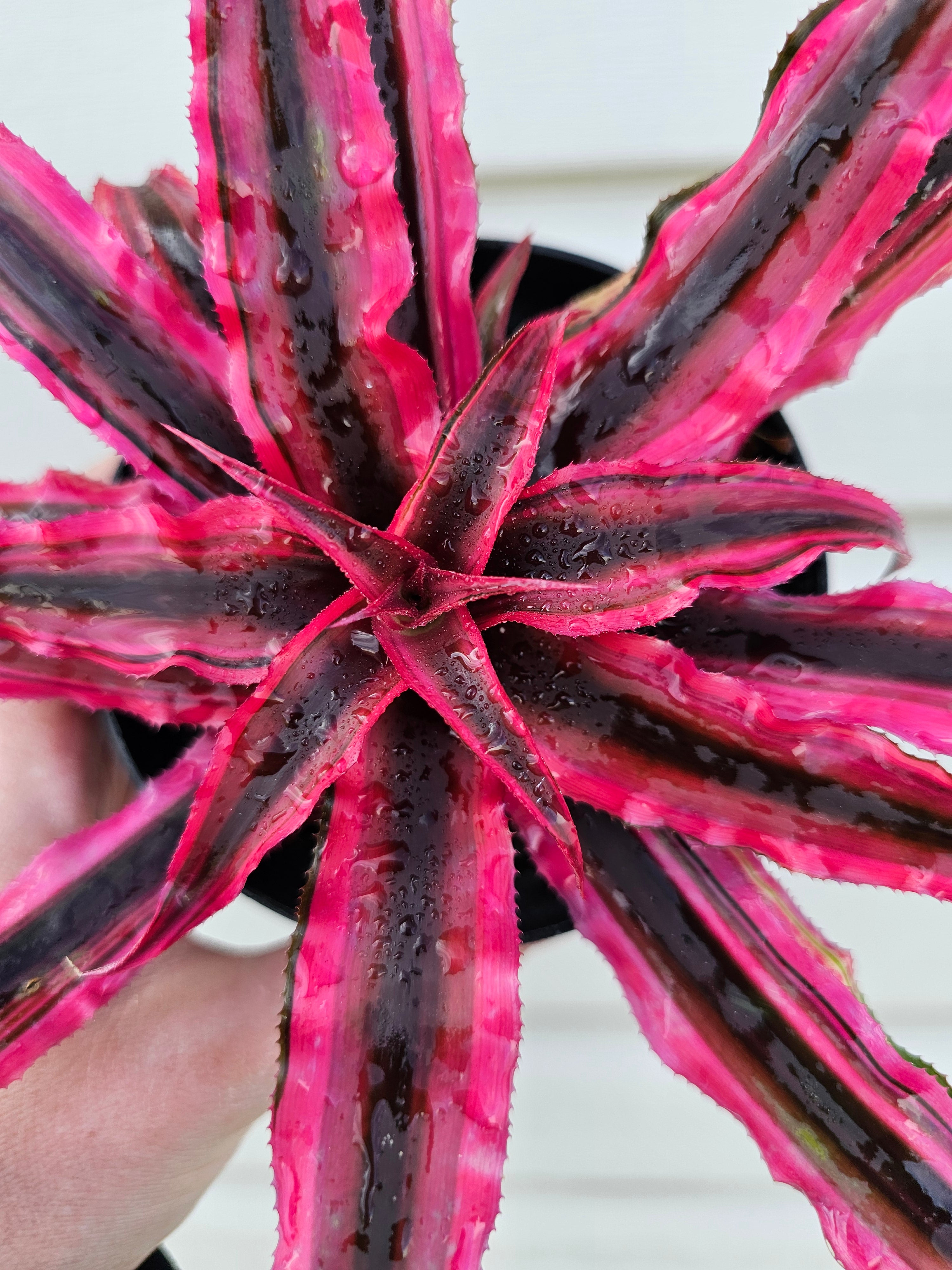 Cryptanthus SUPER Pink image 1