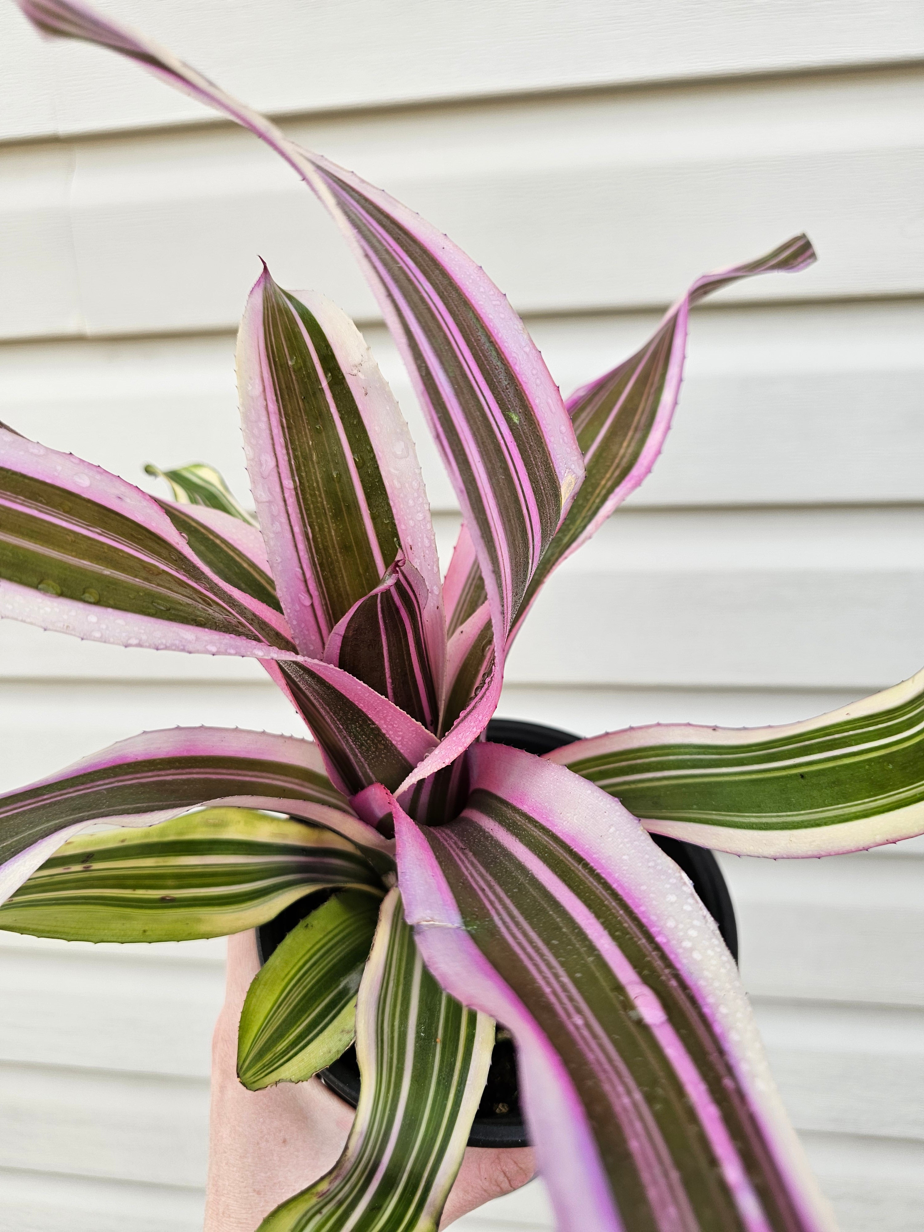 Pink Magic Bromeliad image 2