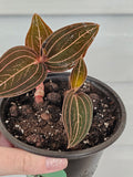 Jewel Orchid ️ image 0