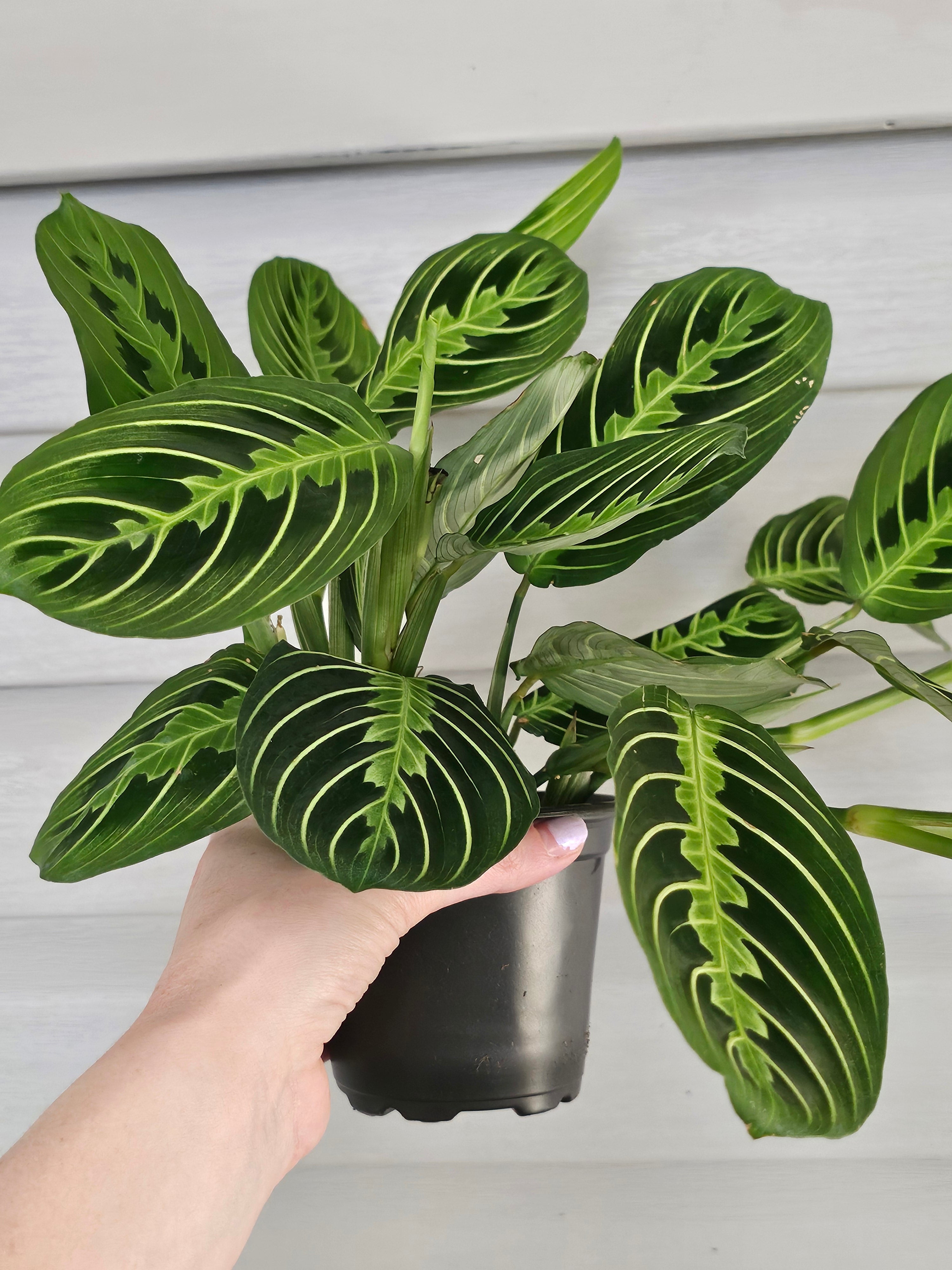 Lemon Lime Maranta image 3