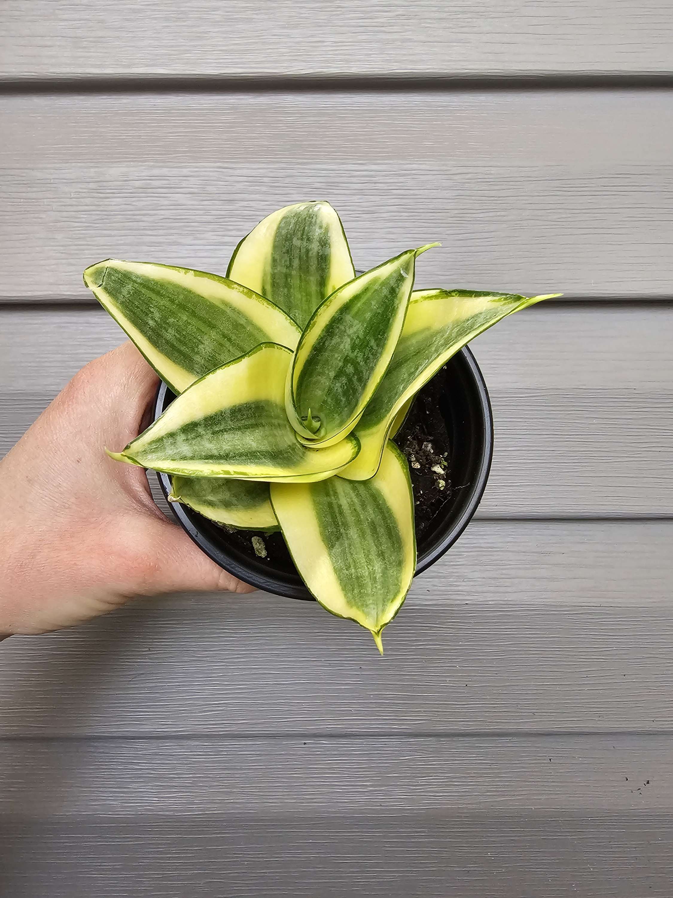 Snake Plant Gold Hahnii ️   image 4