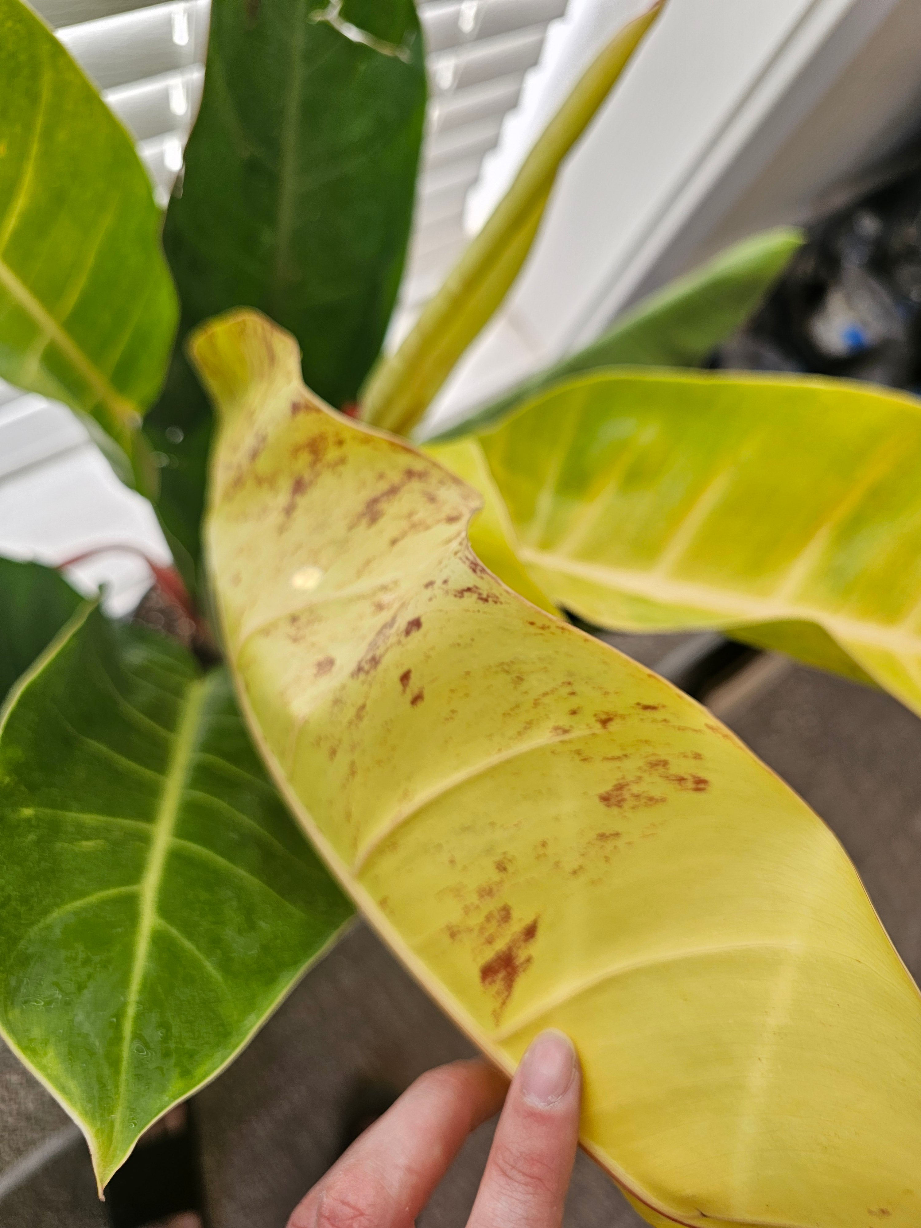 Philodendron Prince of Orange Mutation ️ image 2