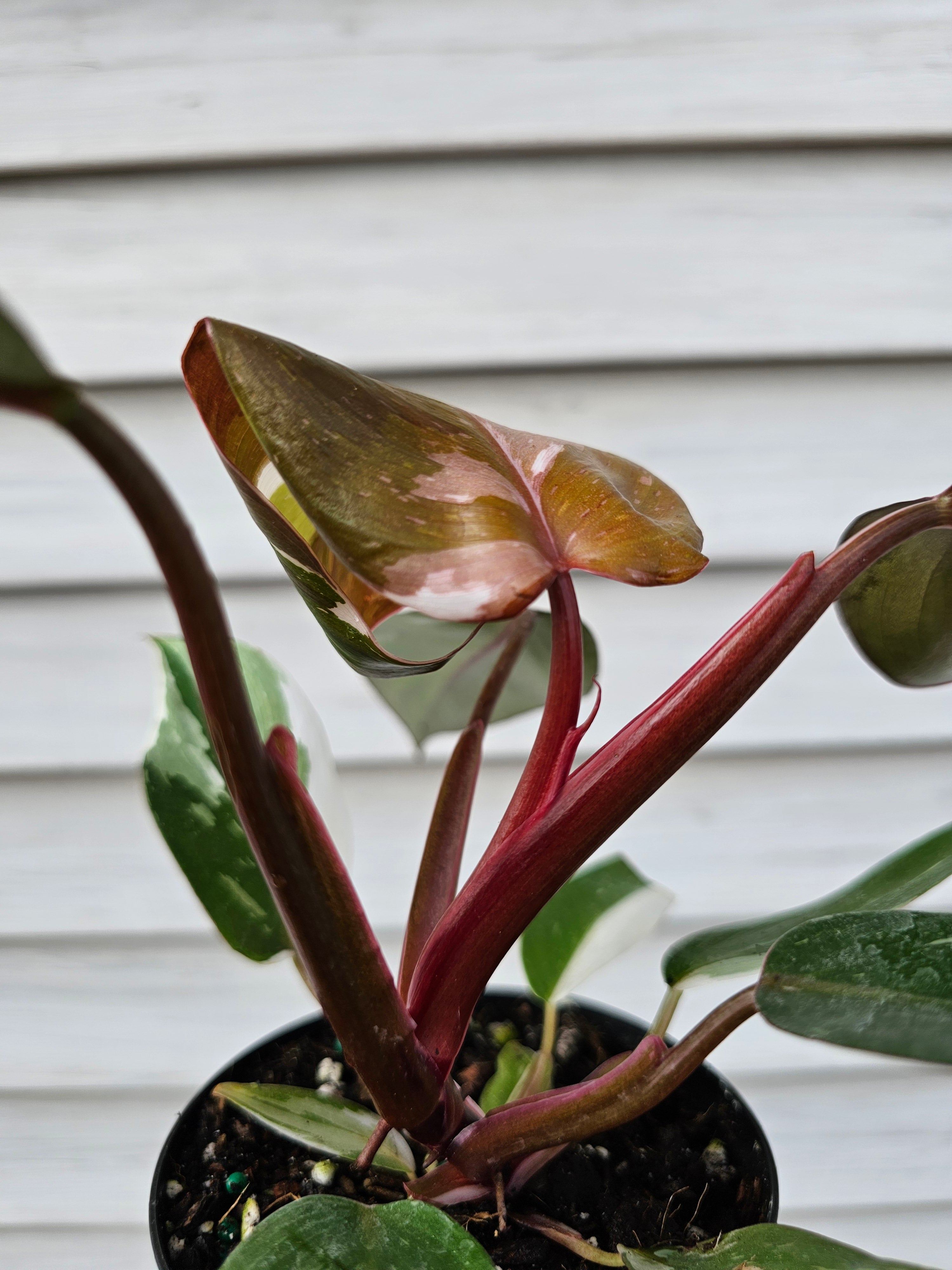 Philodendron Red Anderson ️️ image 3