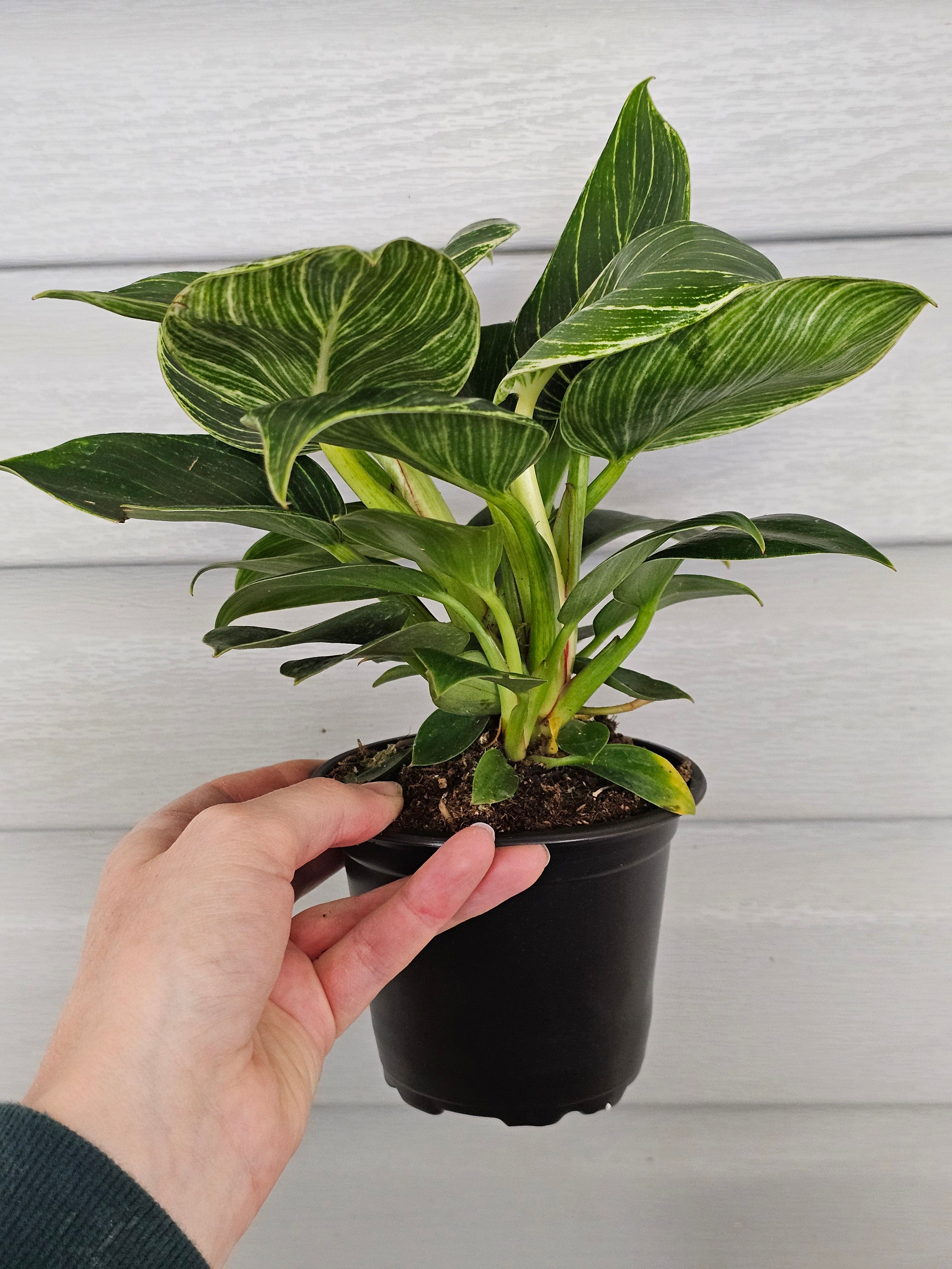 Philodendron Birkin  image 2