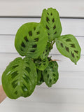 Rabbit Foot Maranta  image 0