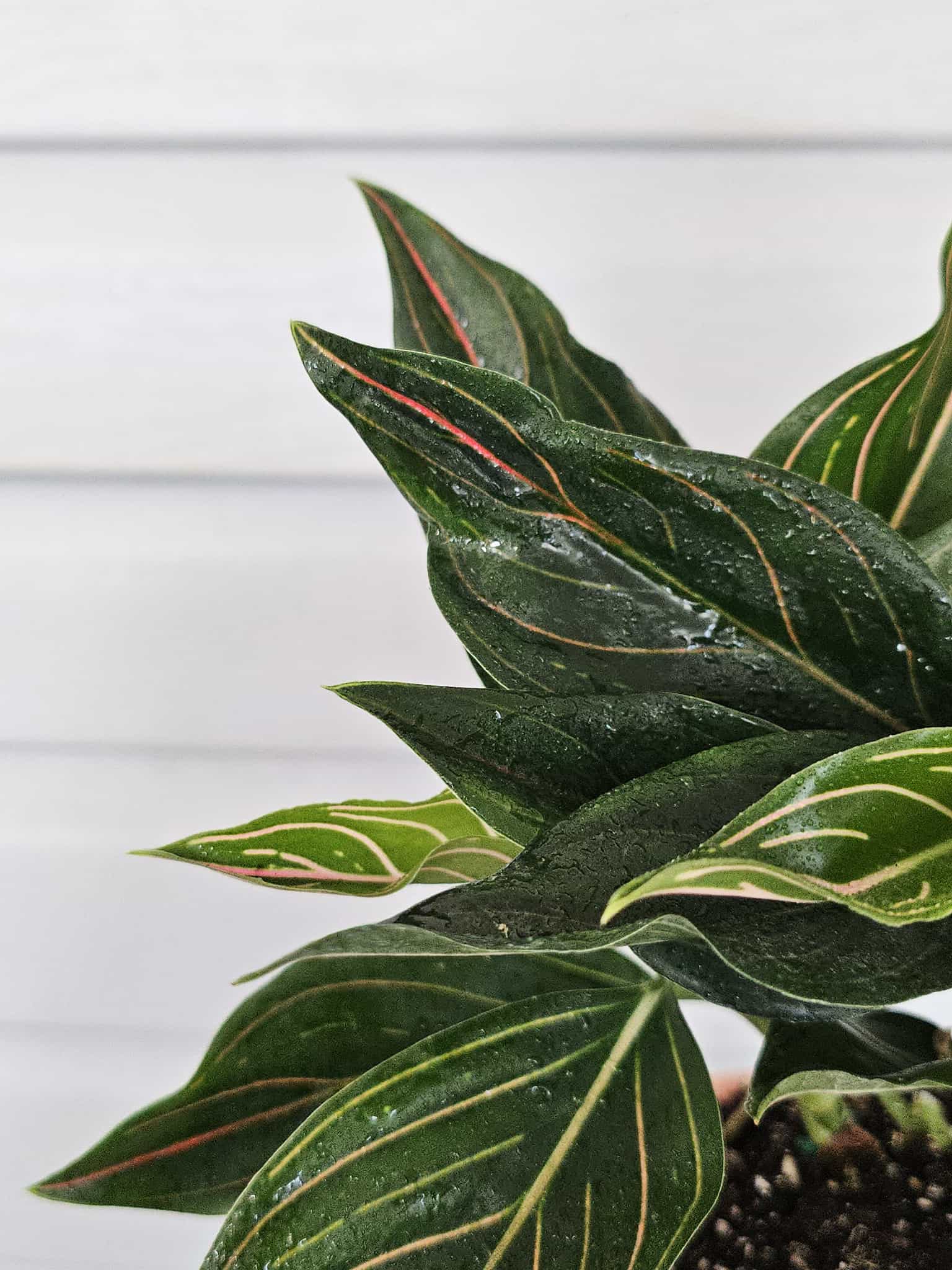 Aglaonema Red Vein  image 6