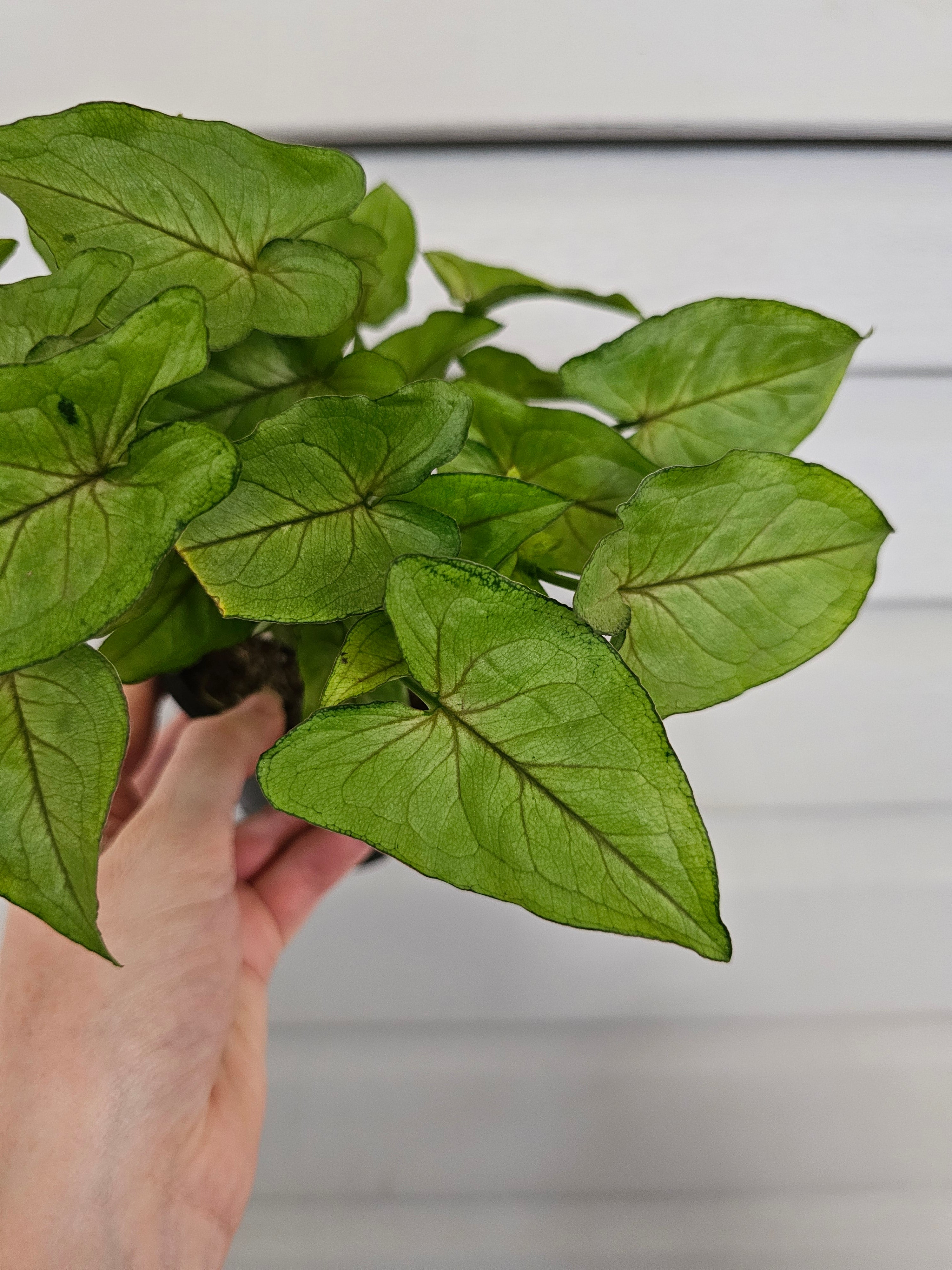 Syngonium Cream Allusion ️ image 3