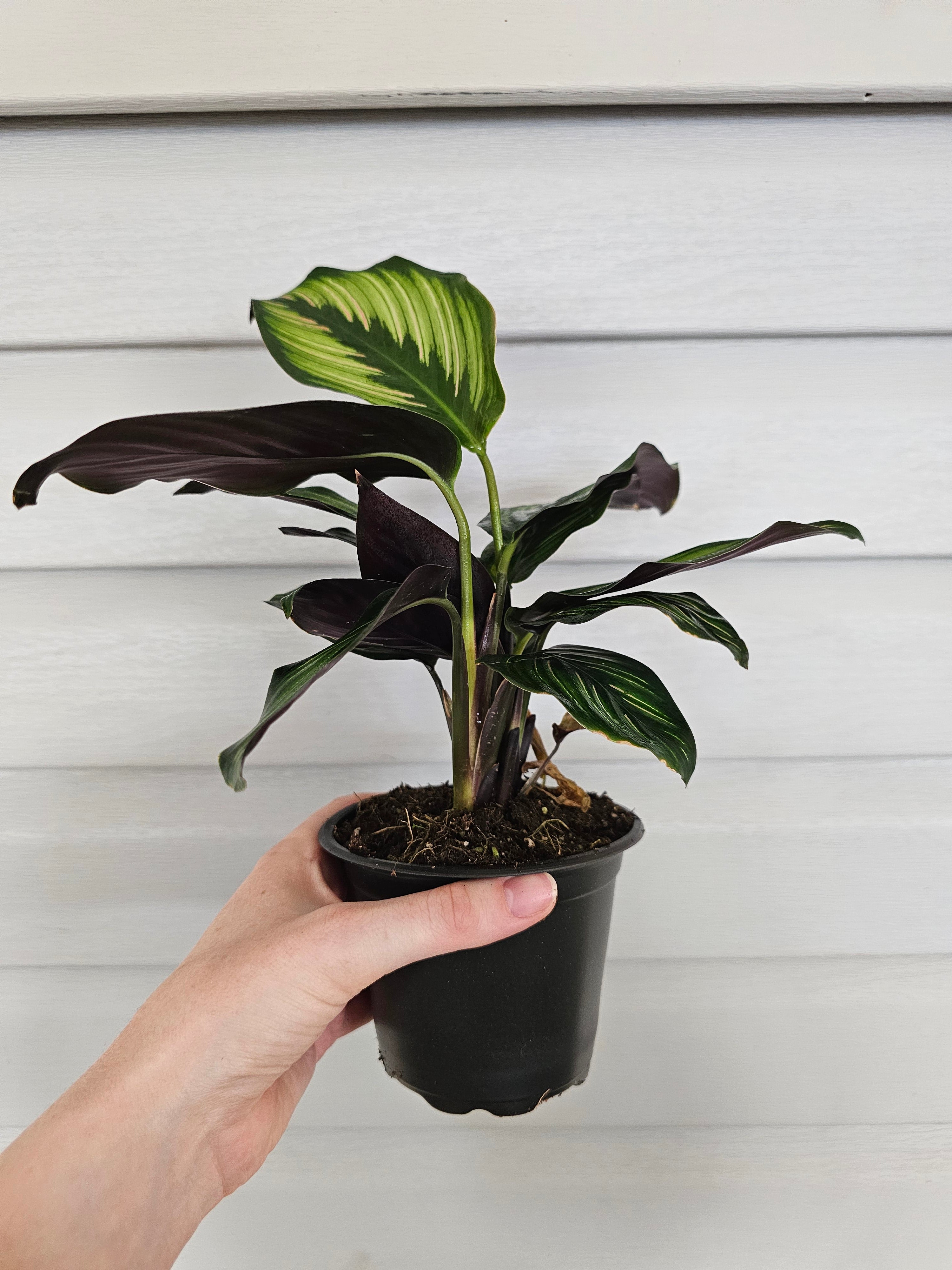 Calathea Beauty Star  image 2