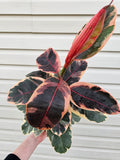 Ruby Ficus  image 0